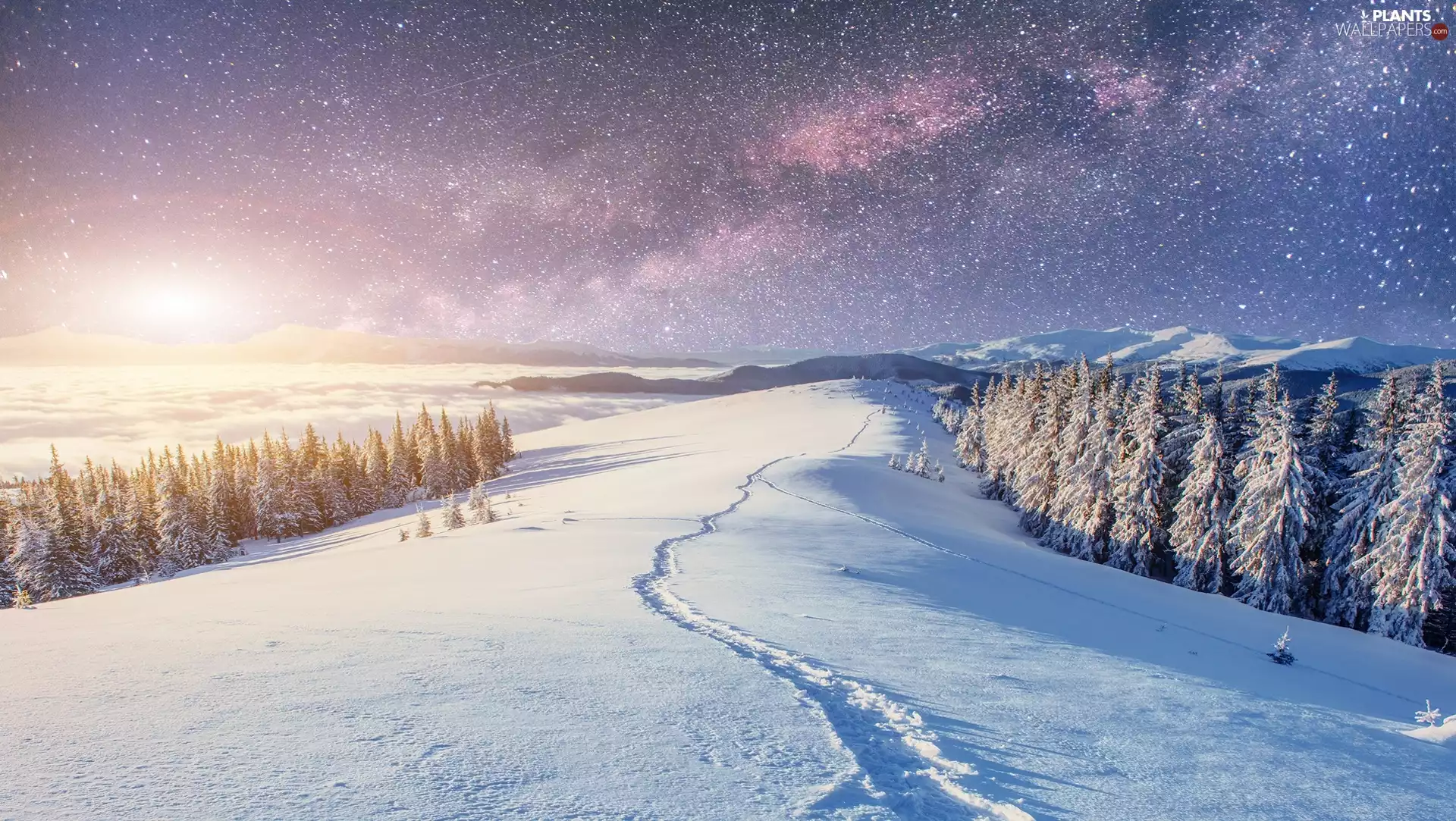 forest, trees, Sky, viewes, starry, carpathians, Ukraine, winter