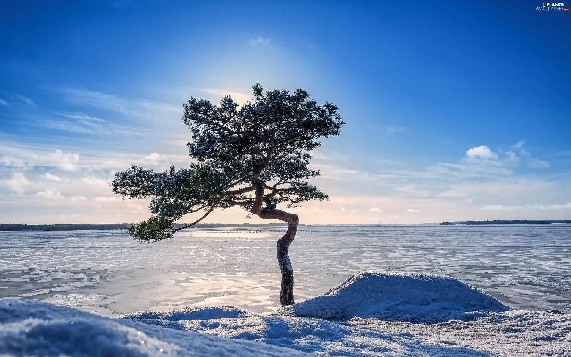 winter, trees, Sky