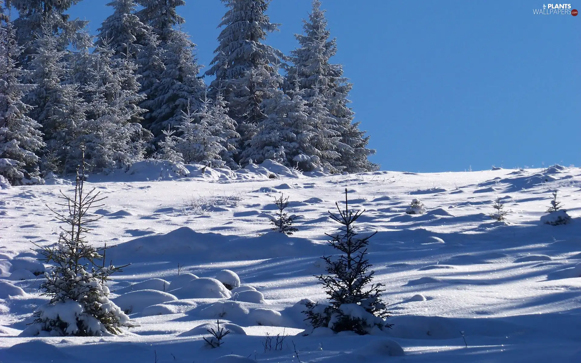 winter, Christmas, snow