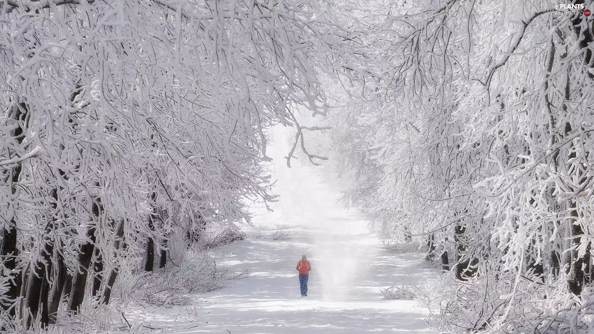 branch pics, forest, trees, Women, viewes, winter, snow, wander, Way, Snowy