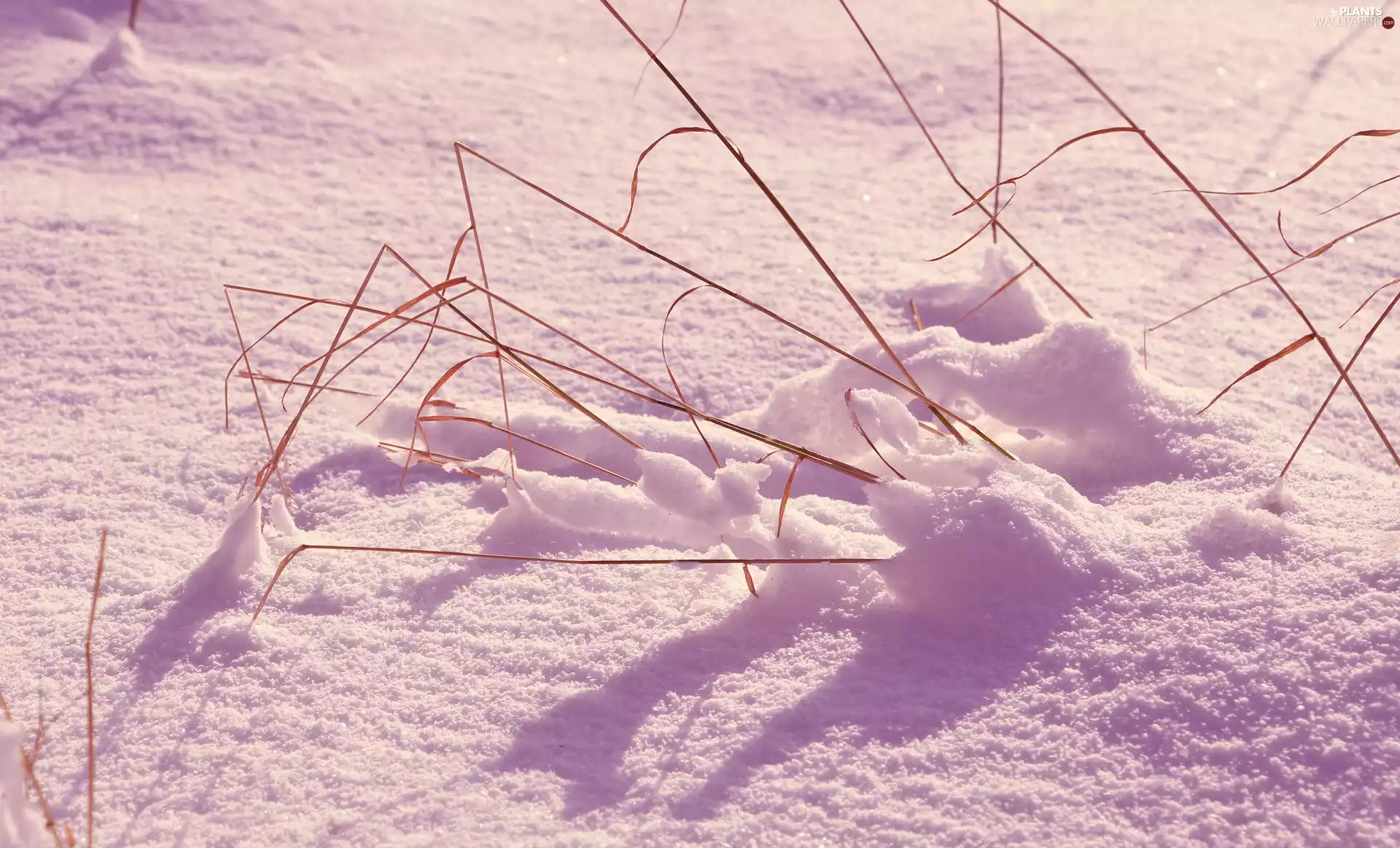 snow, withered, grass, winter