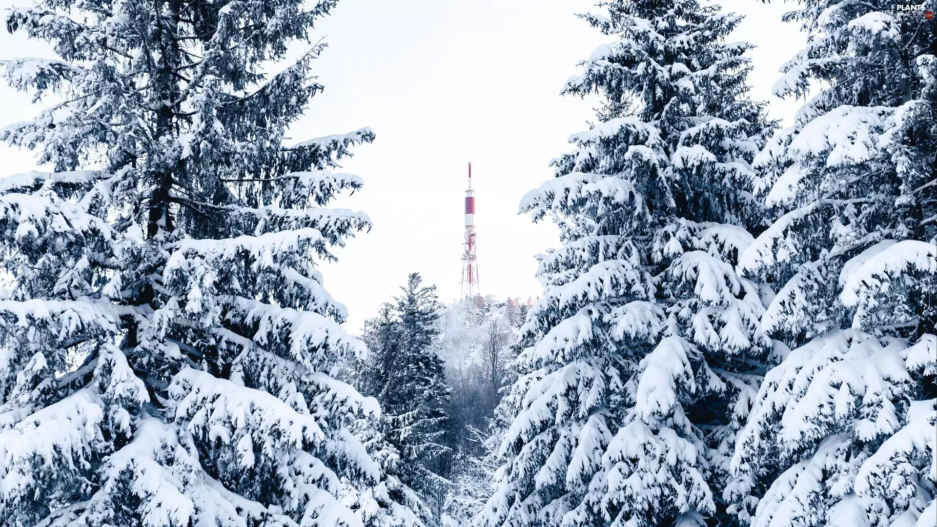 trees, spruce, tower, winter, viewes, snow