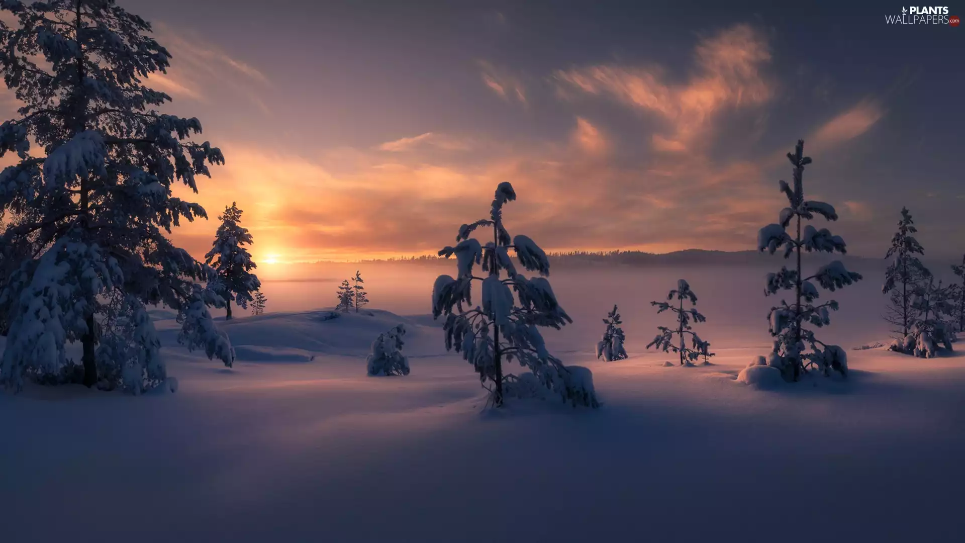 Sunrise, winter, Snow-covered Trees
