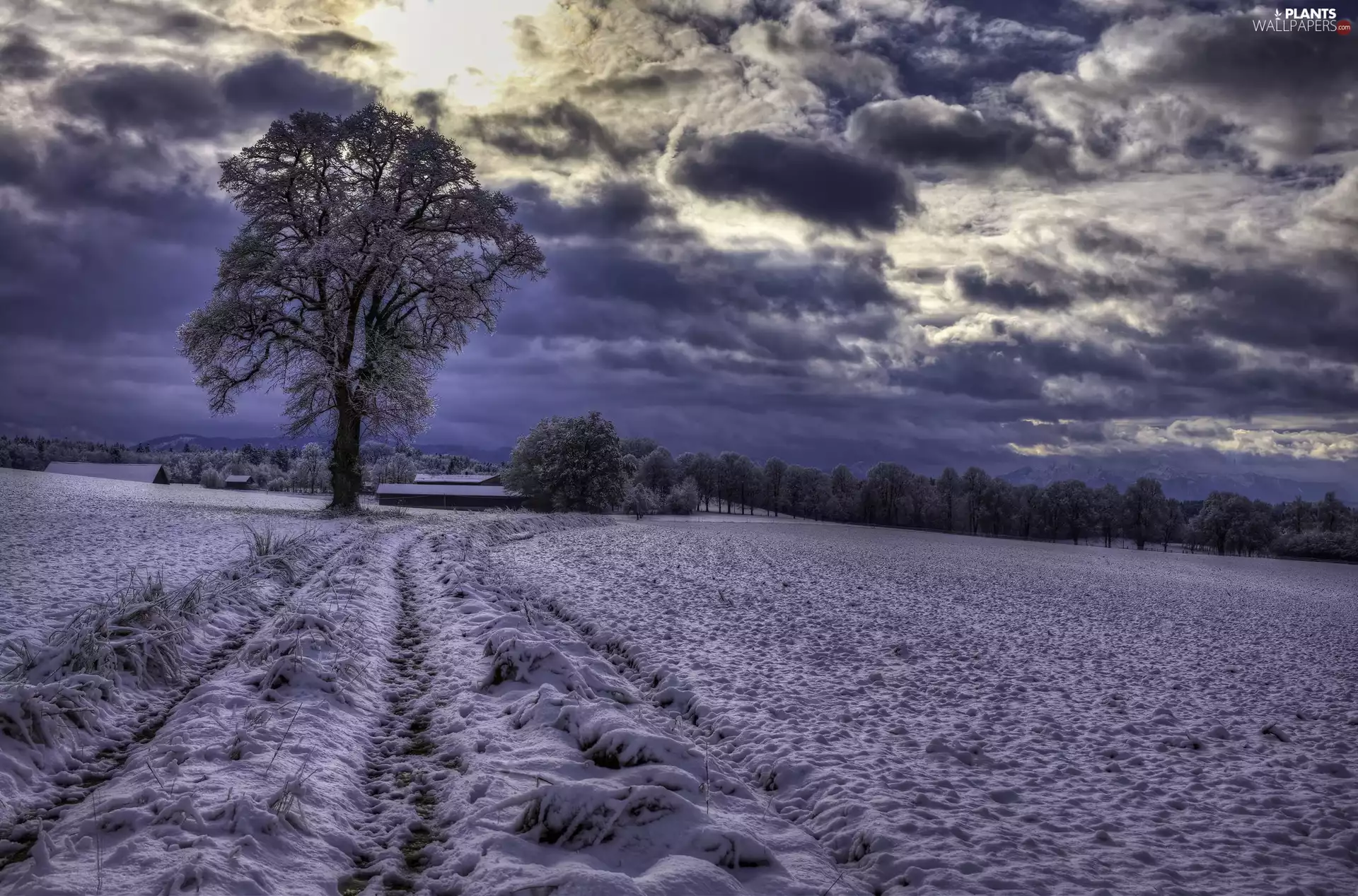 trees, Way, viewes, winter, Schwaigwall, buildings, field, Germany, country, snow, Oberland Region, Bavaria