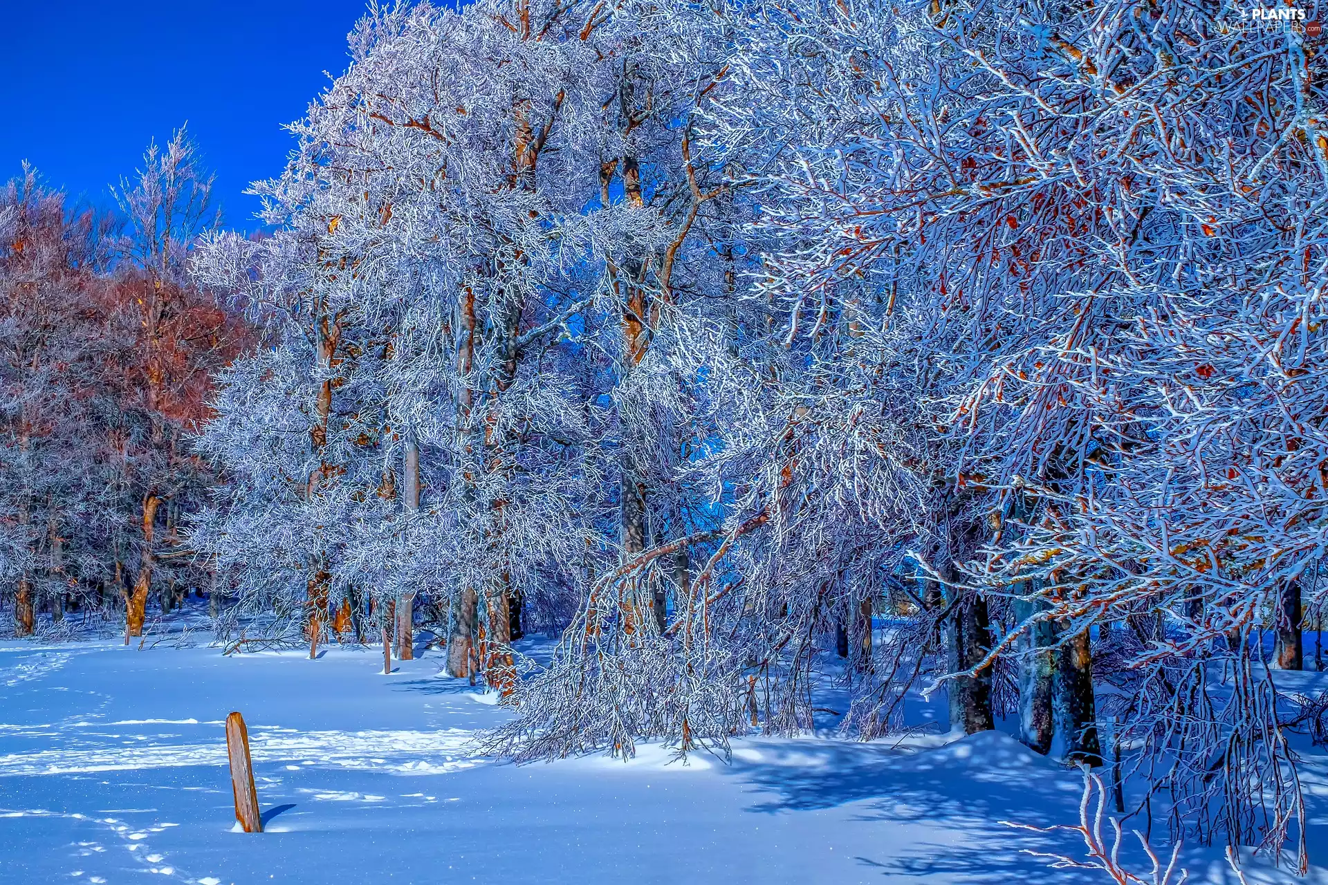 trees, forest, White frost, sunny, Snowy, winter, snow, day, viewes, frosty