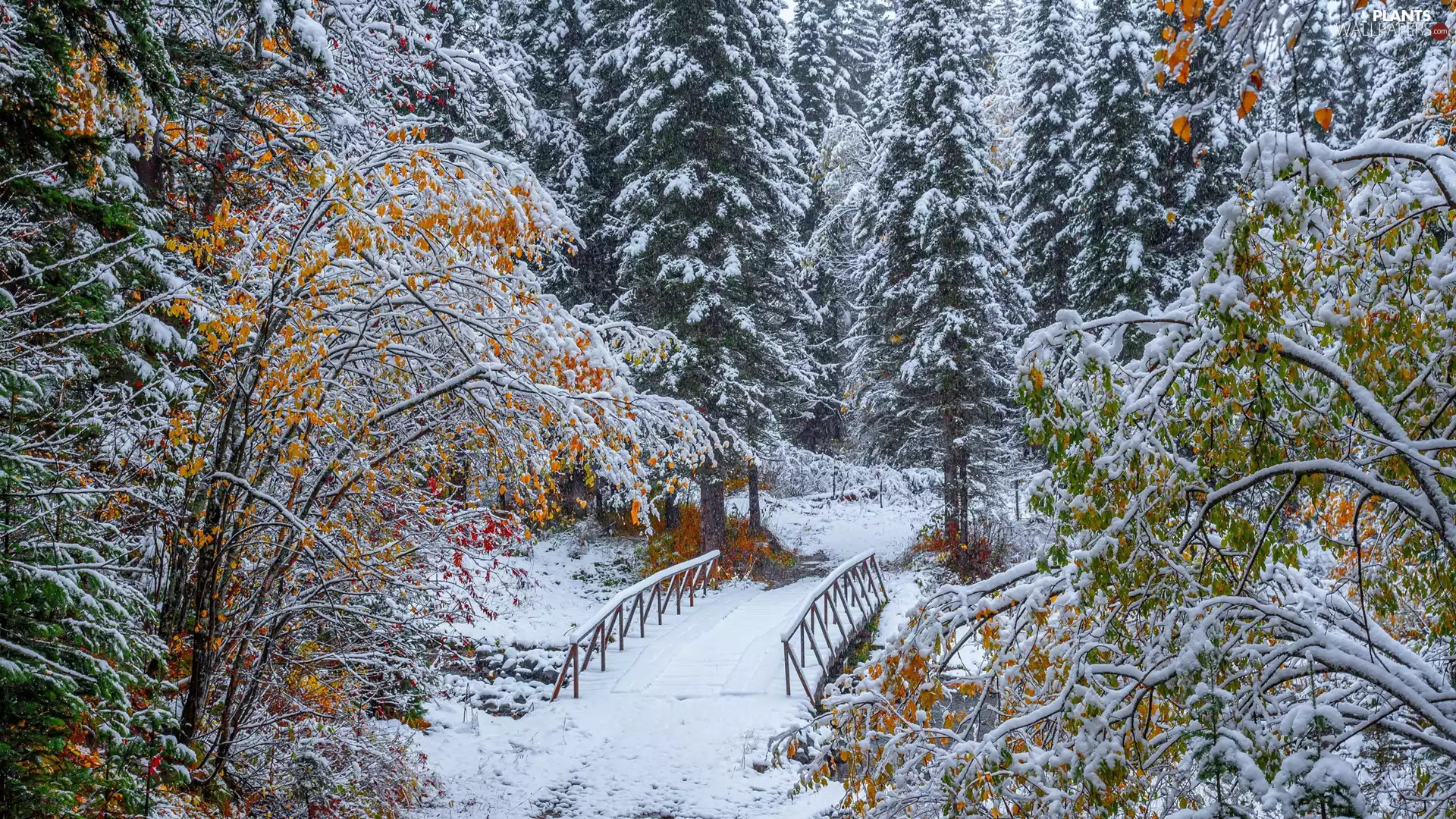 trees, forest, bridges, winter, viewes, Snowy
