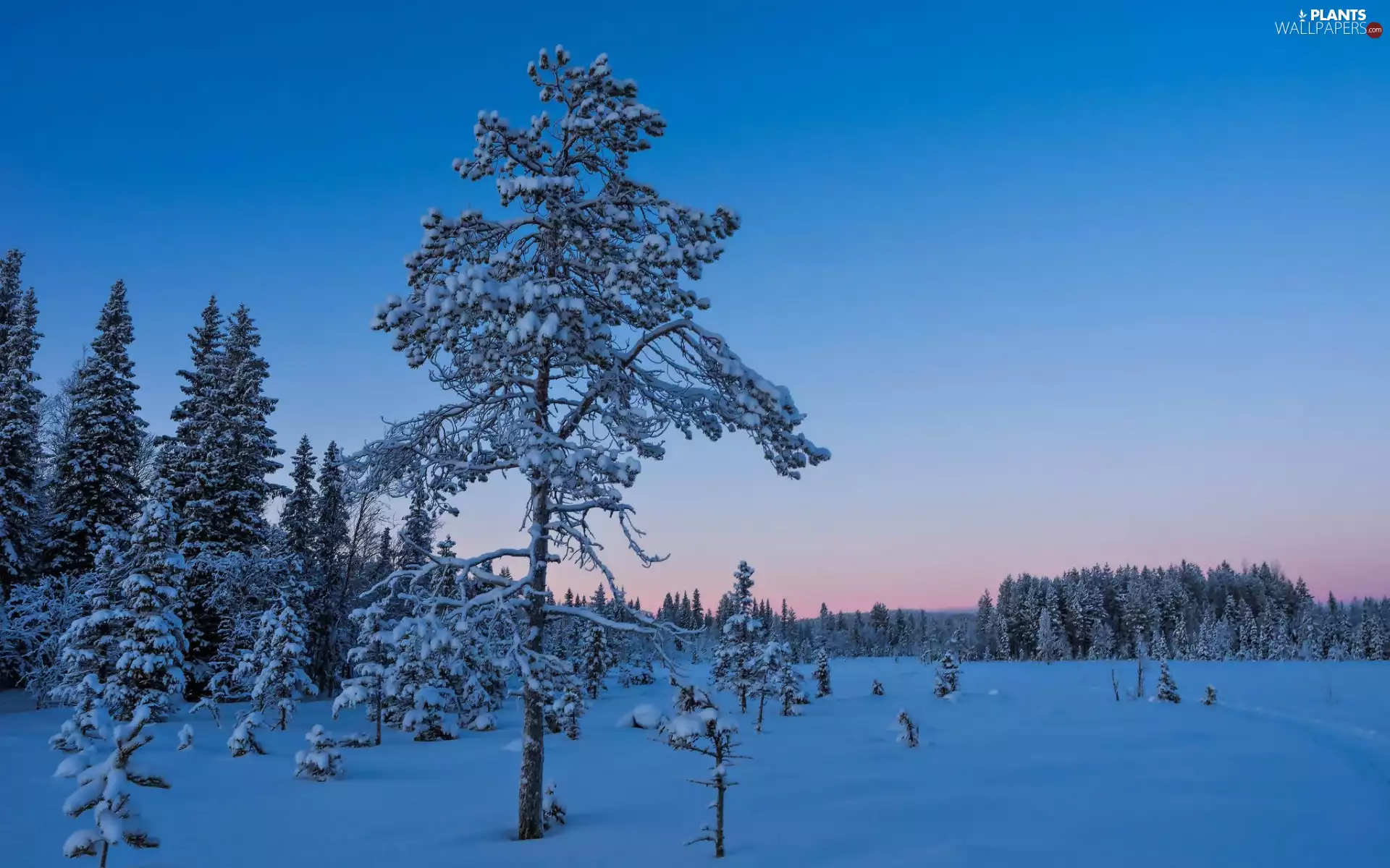 trees, forest, dawn, winter, viewes, Snowy