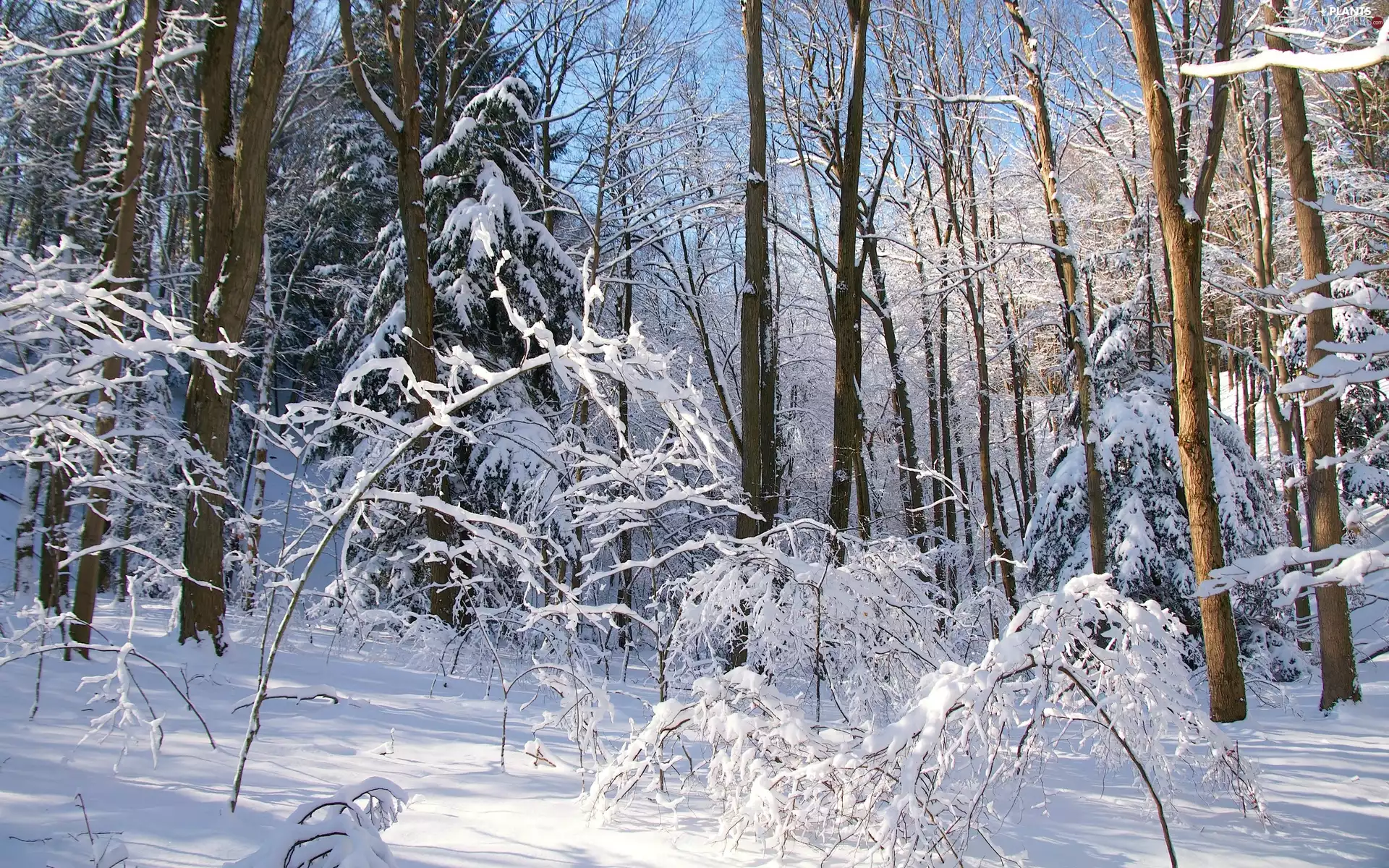 viewes, winter, Snowy, trees, forest