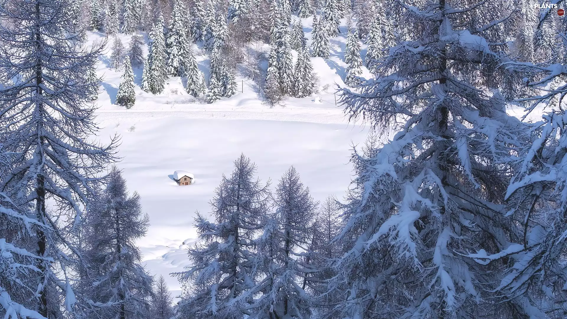 trees, forest, house, winter, viewes, Snowy