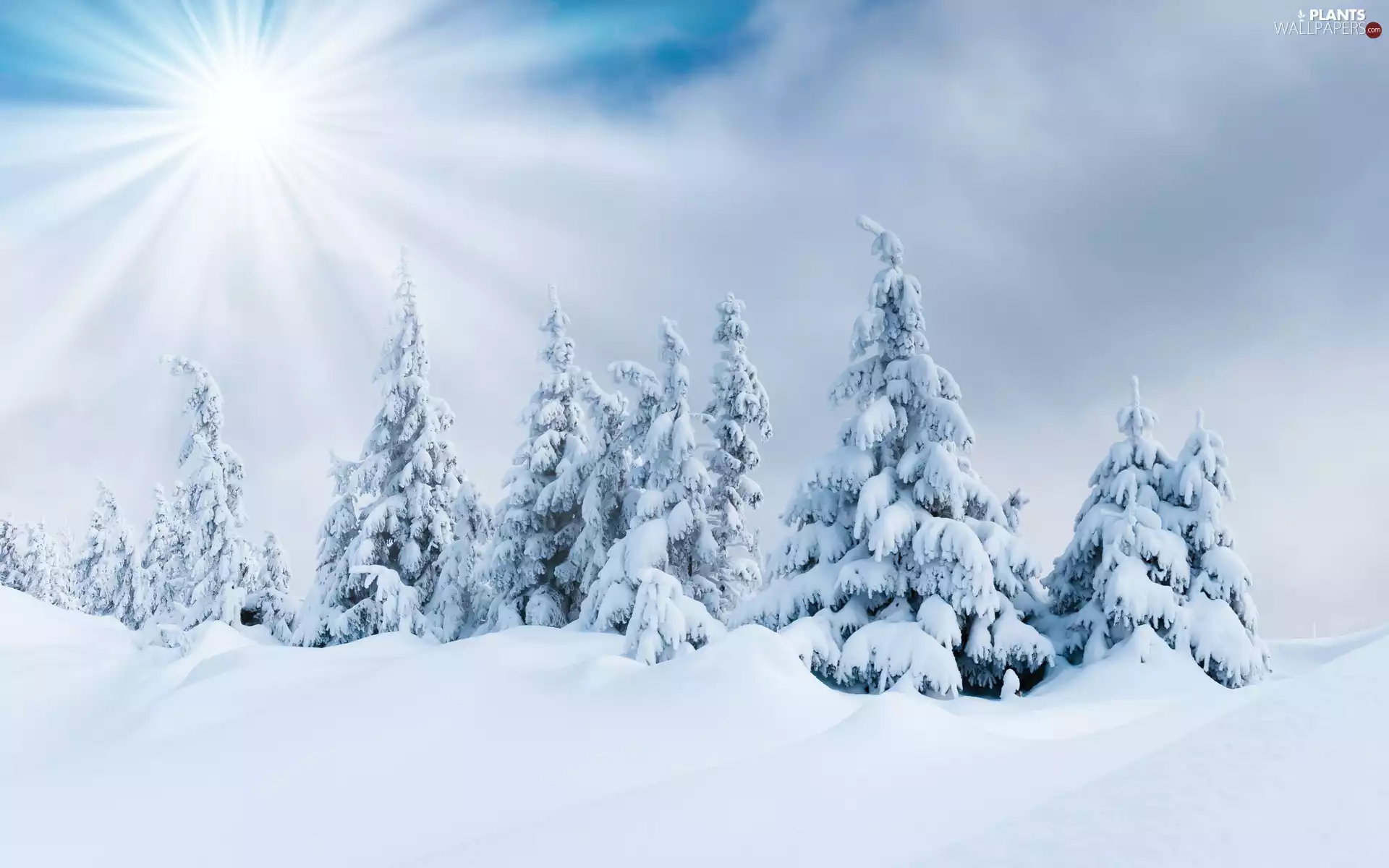 trees, sun, snow, winter, viewes, Snowy
