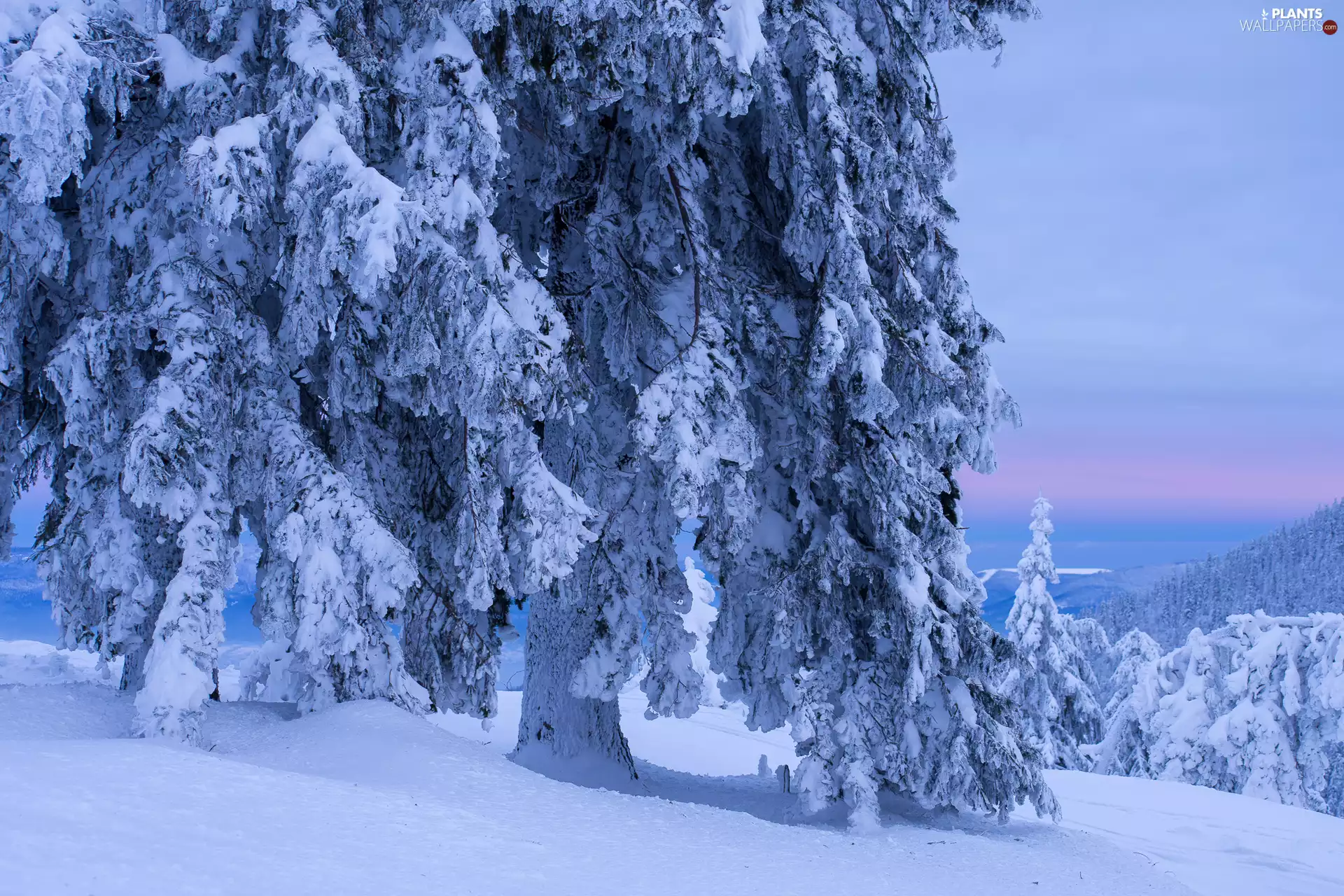 viewes, winter, snowy, trees, snow