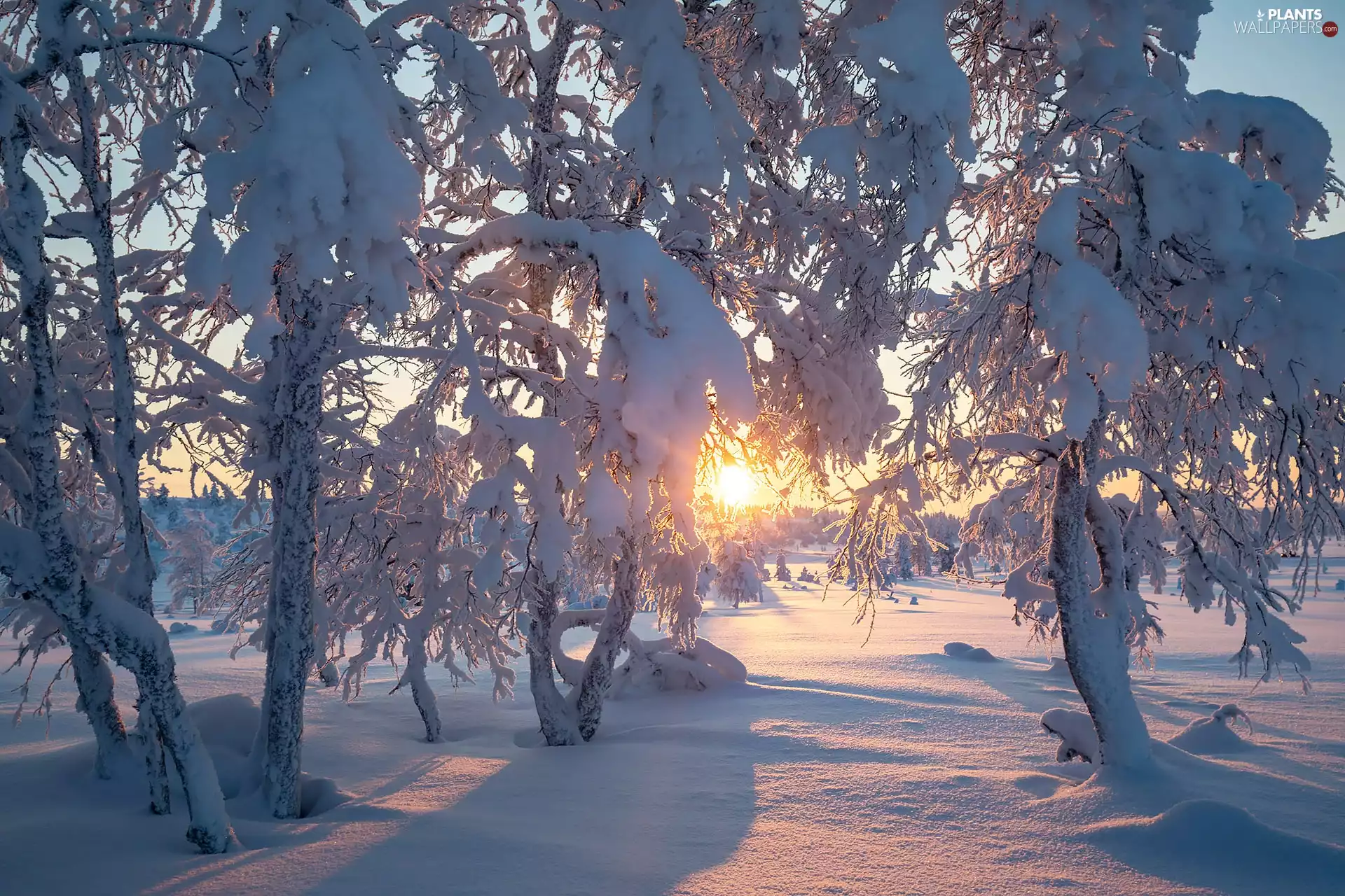 viewes, winter, Snowy, trees, Sunrise