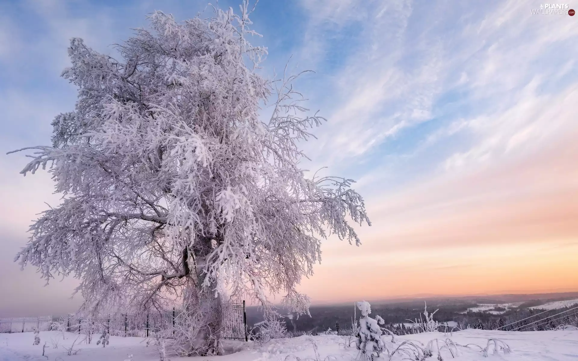 winter, trees, Snowy