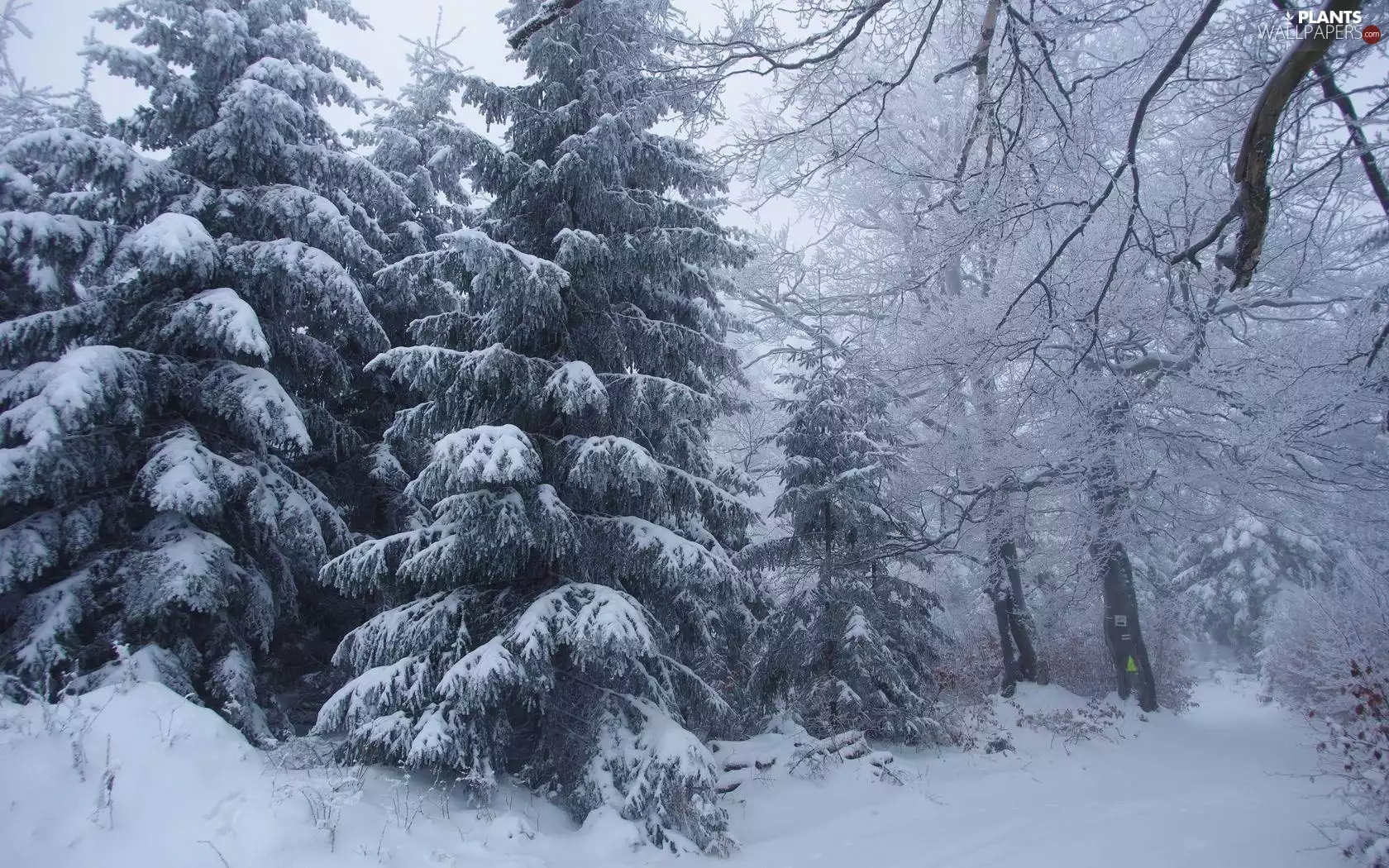 trees, forest, Way, winter, viewes, Snowy