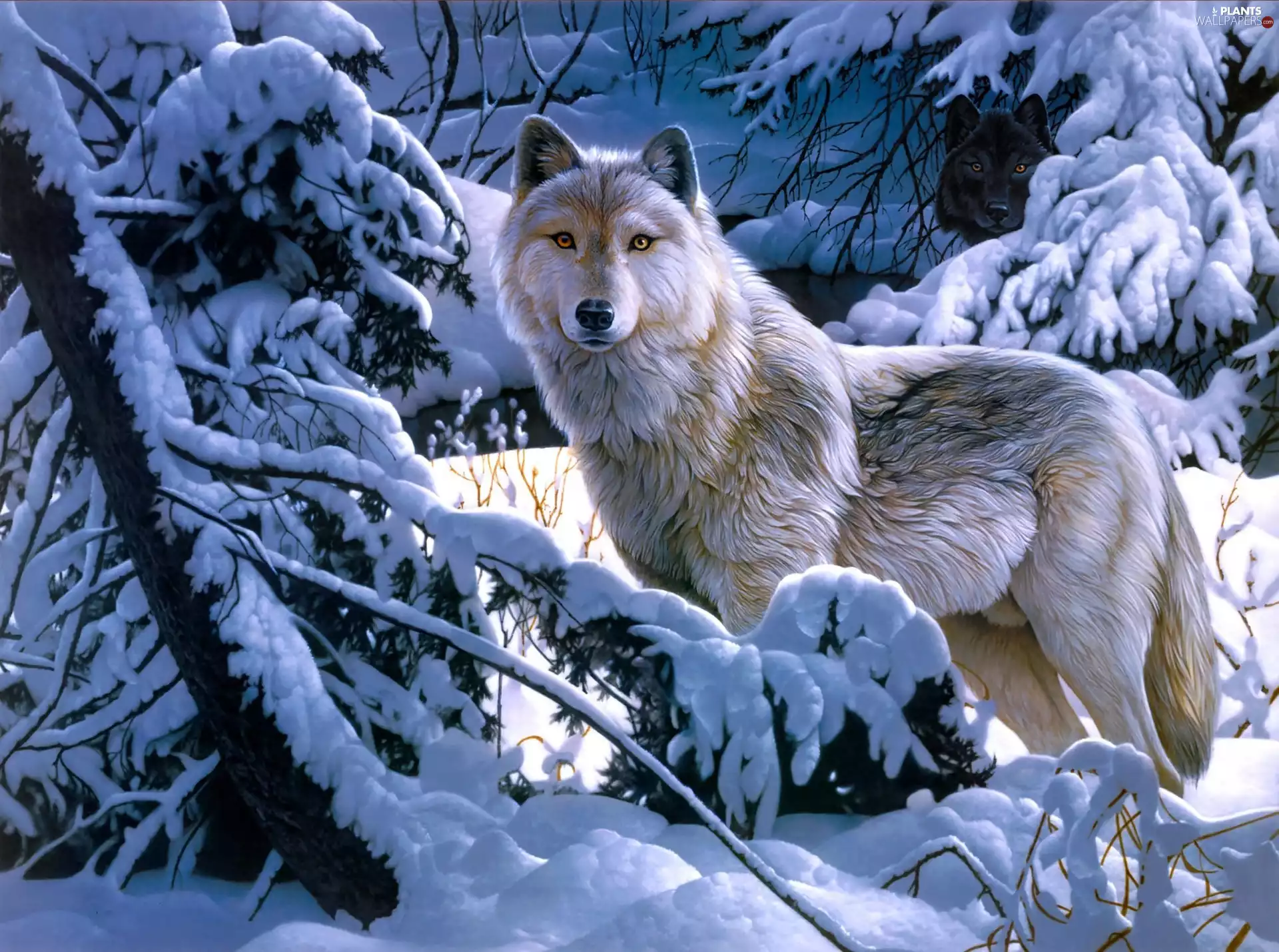 viewes, winter, Snowy, trees, Wolf