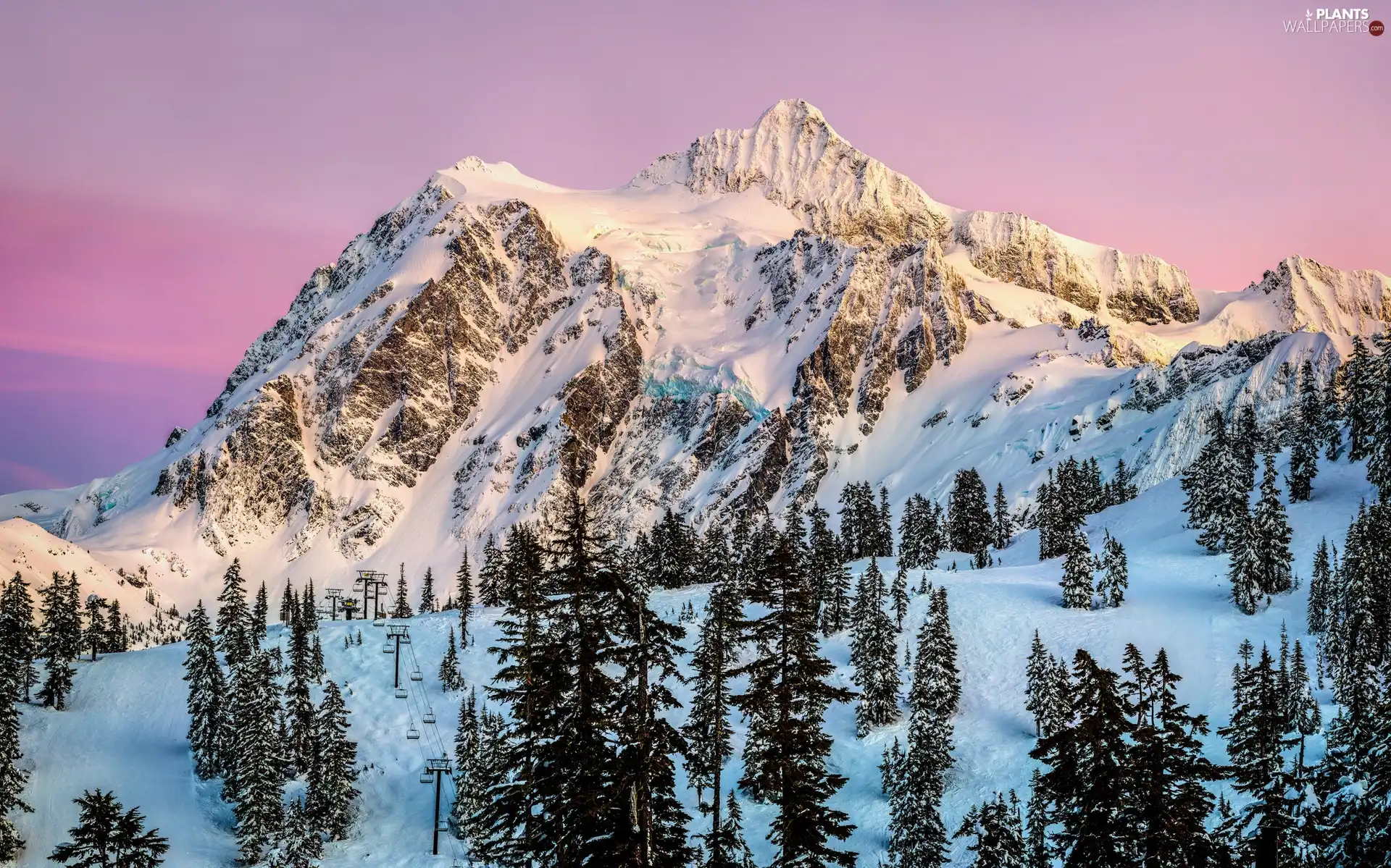 winter, Mountains, Spruces