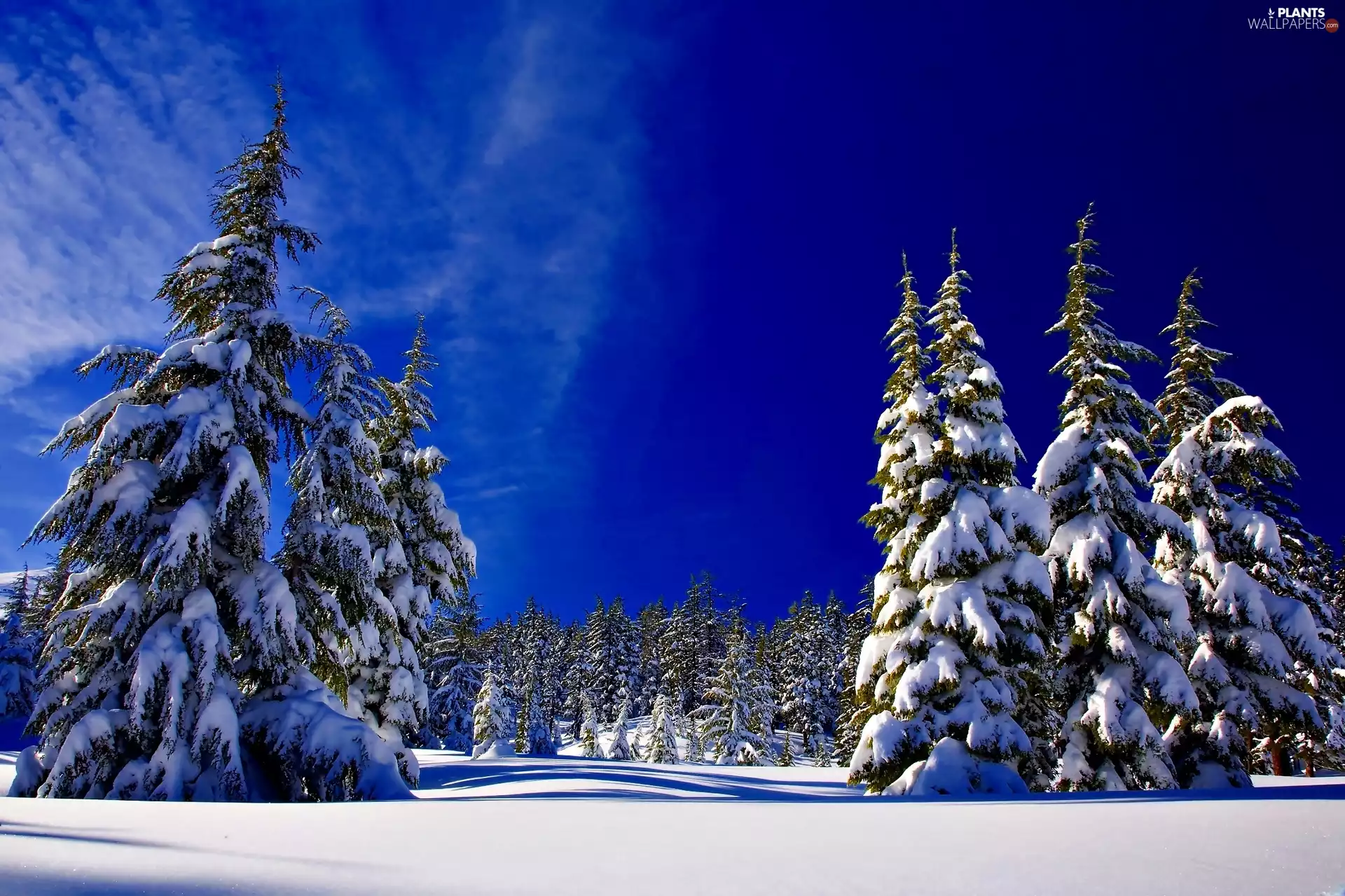 Sky, winter, Spruces, blue, Snowy