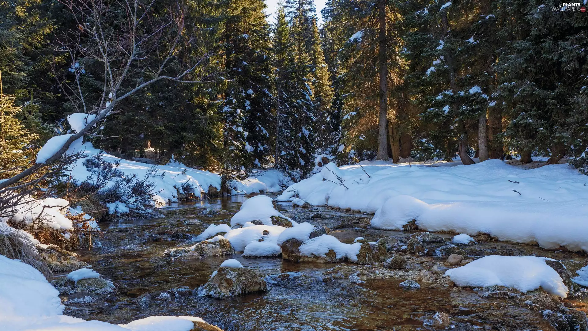 River, forest, Spruces, winter, Stones, stream