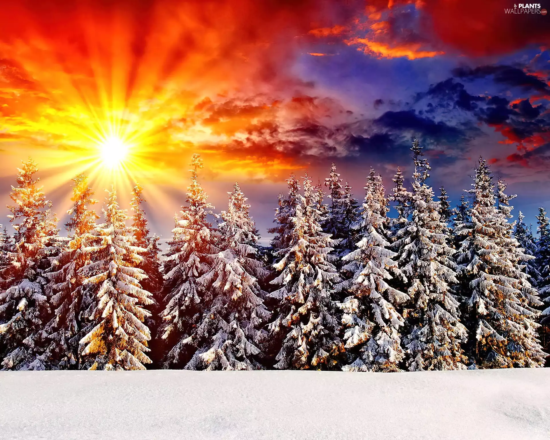 rays, west, snow, winter, Spruces, sun
