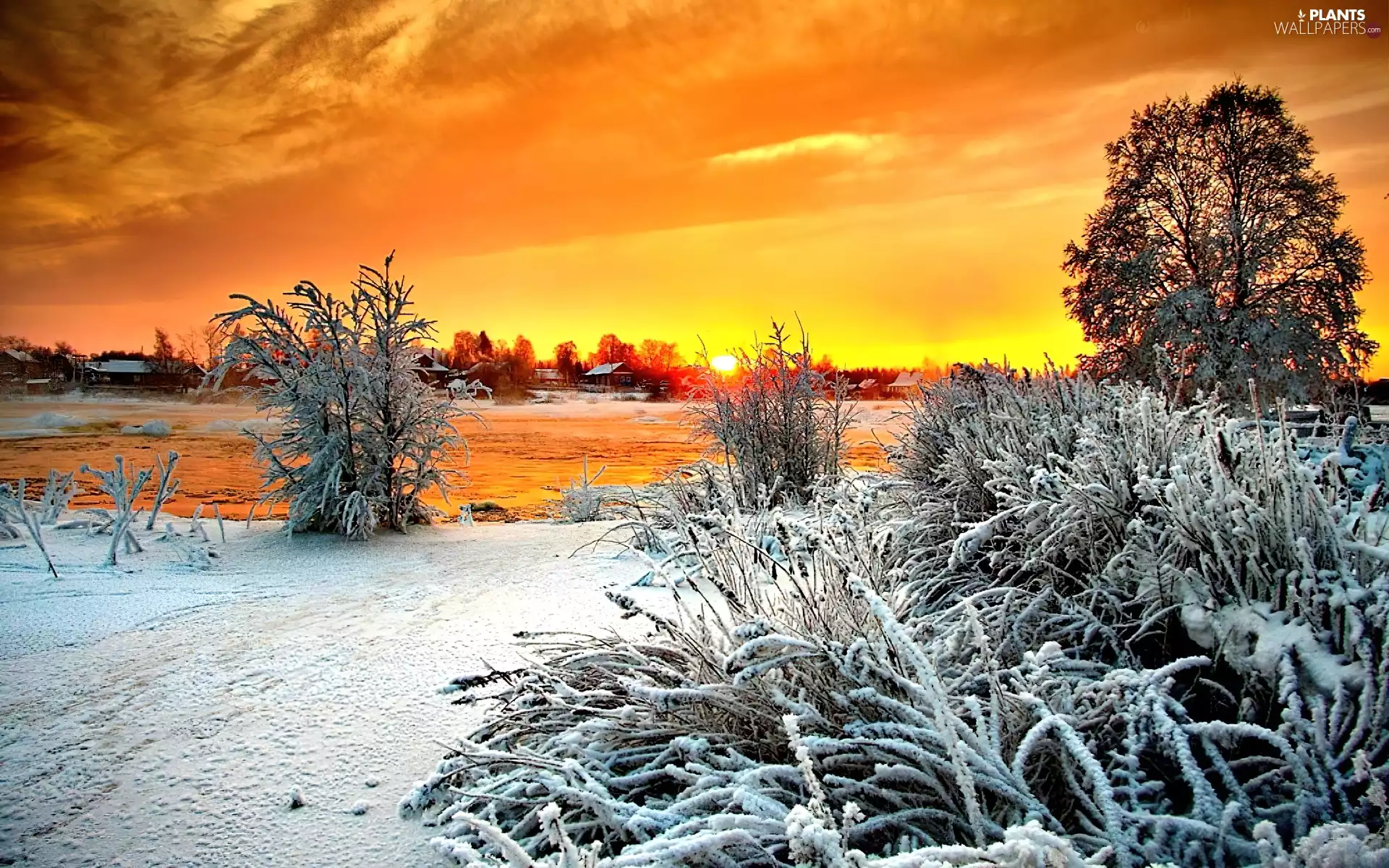 Bush, winter, sun, lake, west
