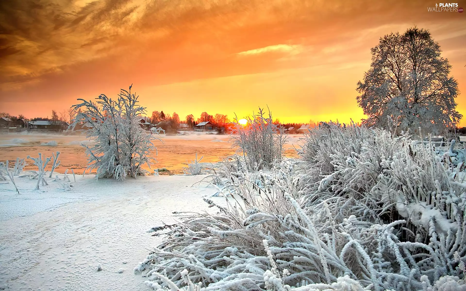 trees, winter, sun, River, west