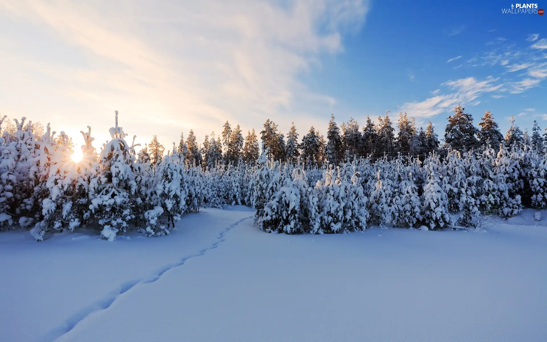 winter, Great Sunsets, viewes, snow, trees