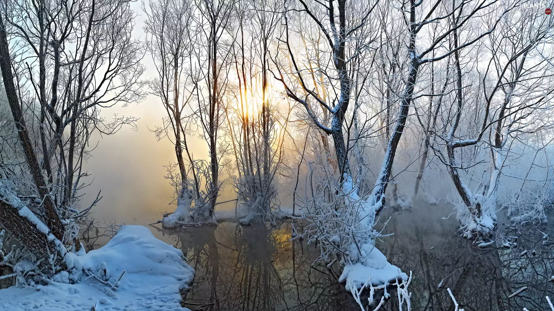 winter, trees, Fog, viewes, swamp, snow, rays of the Sun
