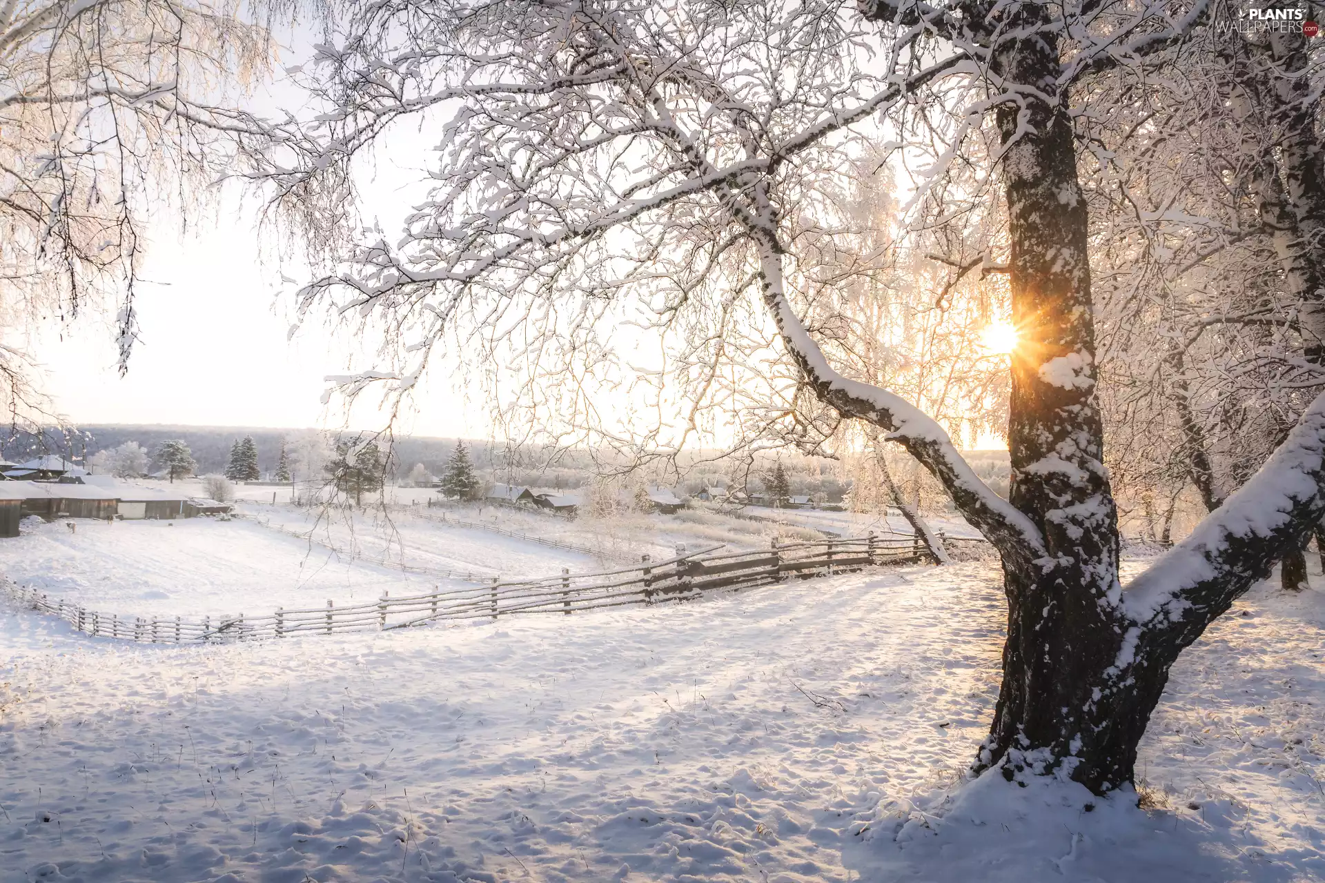 rays of the Sun, fence, trees, viewes, winter