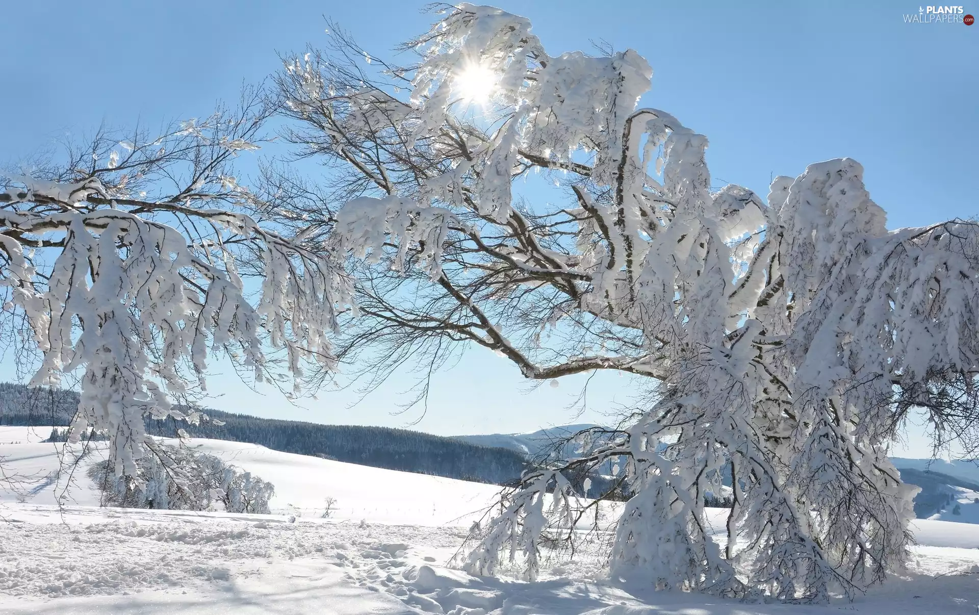 rays of the Sun, snow, trees, viewes, winter