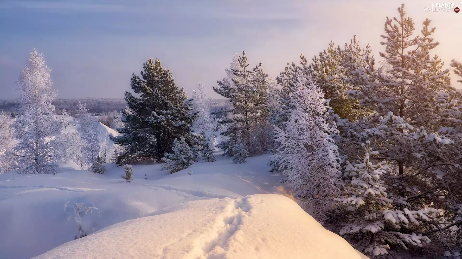 Snowy, snow, viewes, winter, trees, traces