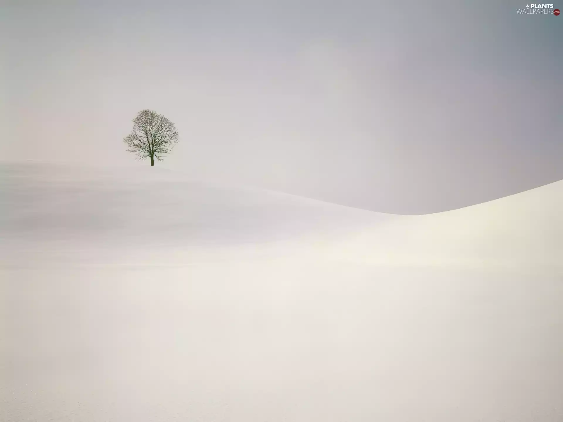 winter, trees