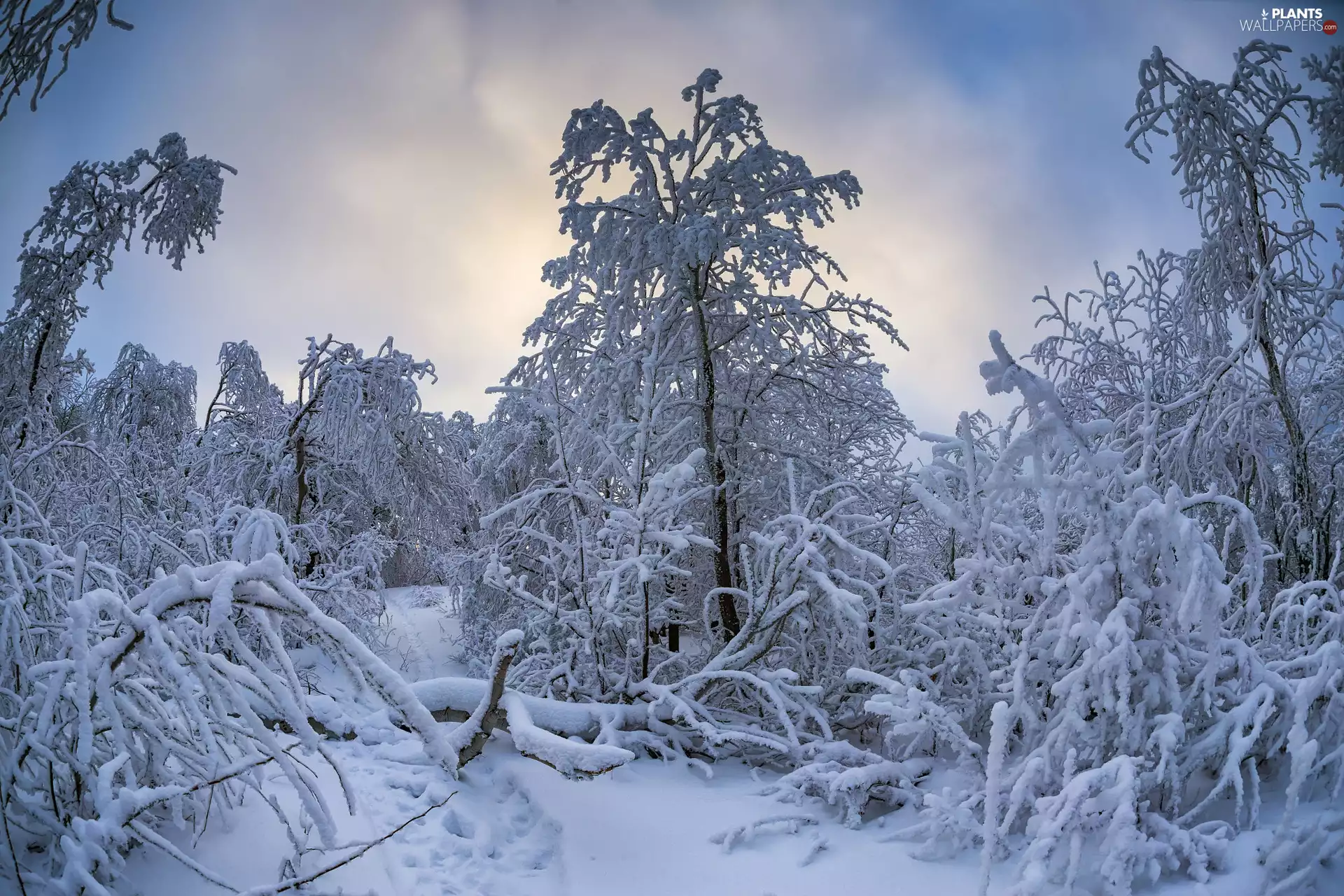 viewes, forest, clouds, winter, snow, trees
