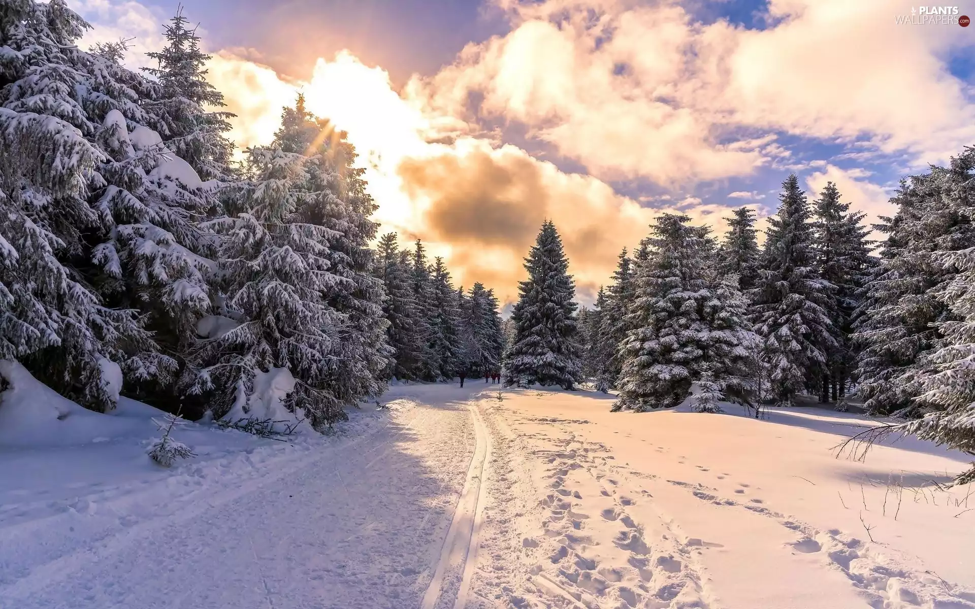 viewes, forest, clouds, winter, Way, trees