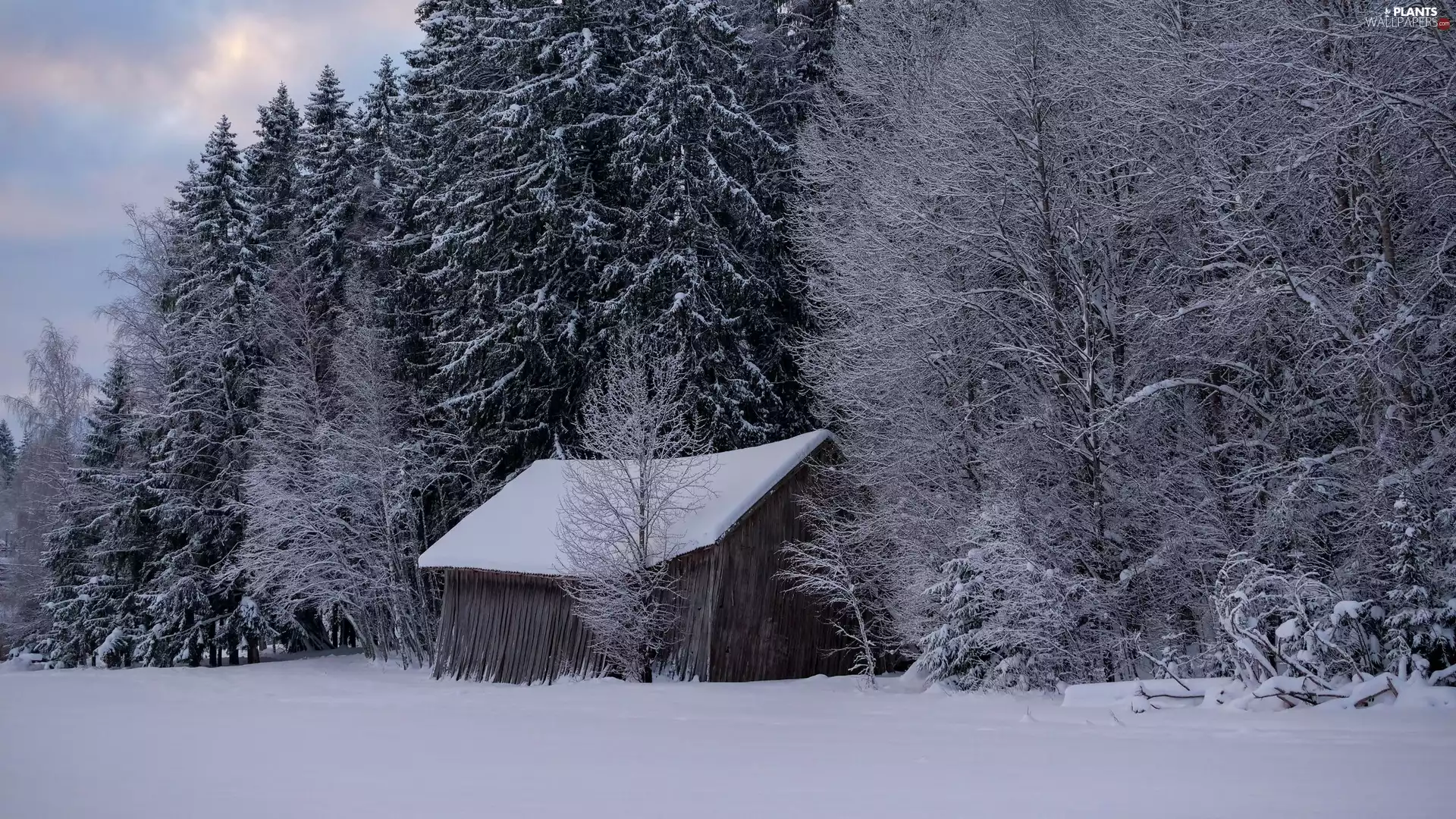 snow, cote, trees, winter, cottage, forest, viewes