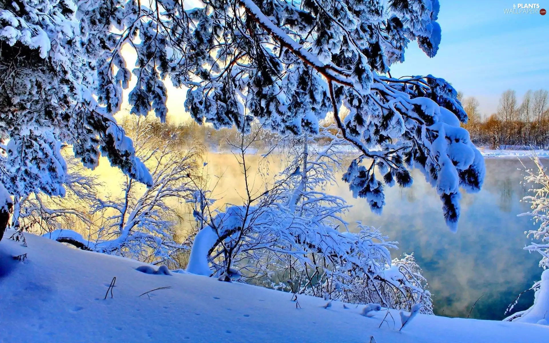 viewes, Snowy, dawn, winter, lake, trees