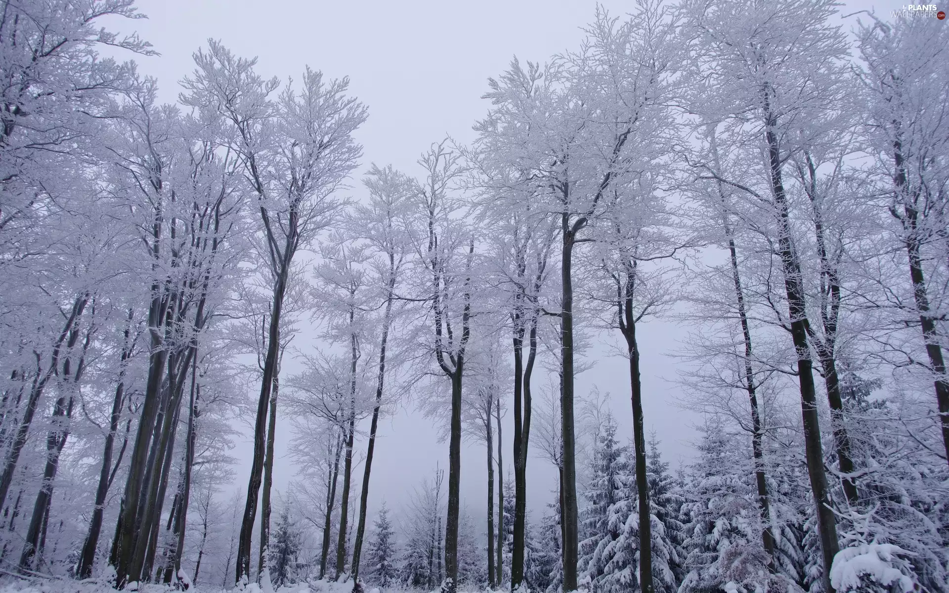 viewes, high, Fog, winter, forest, trees
