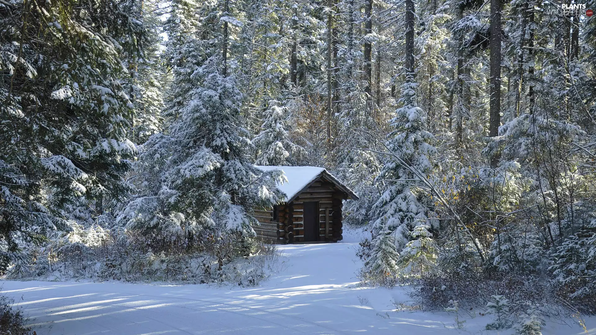 house, winter, trees, viewes, forest