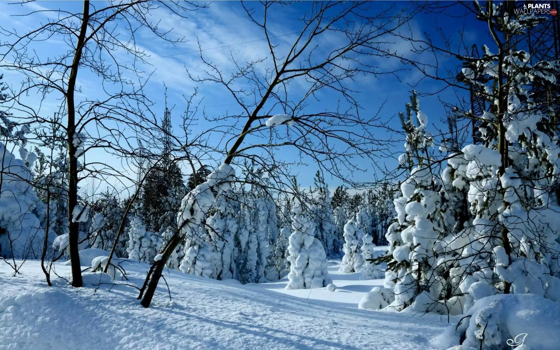 light, winter, trees, viewes, forest