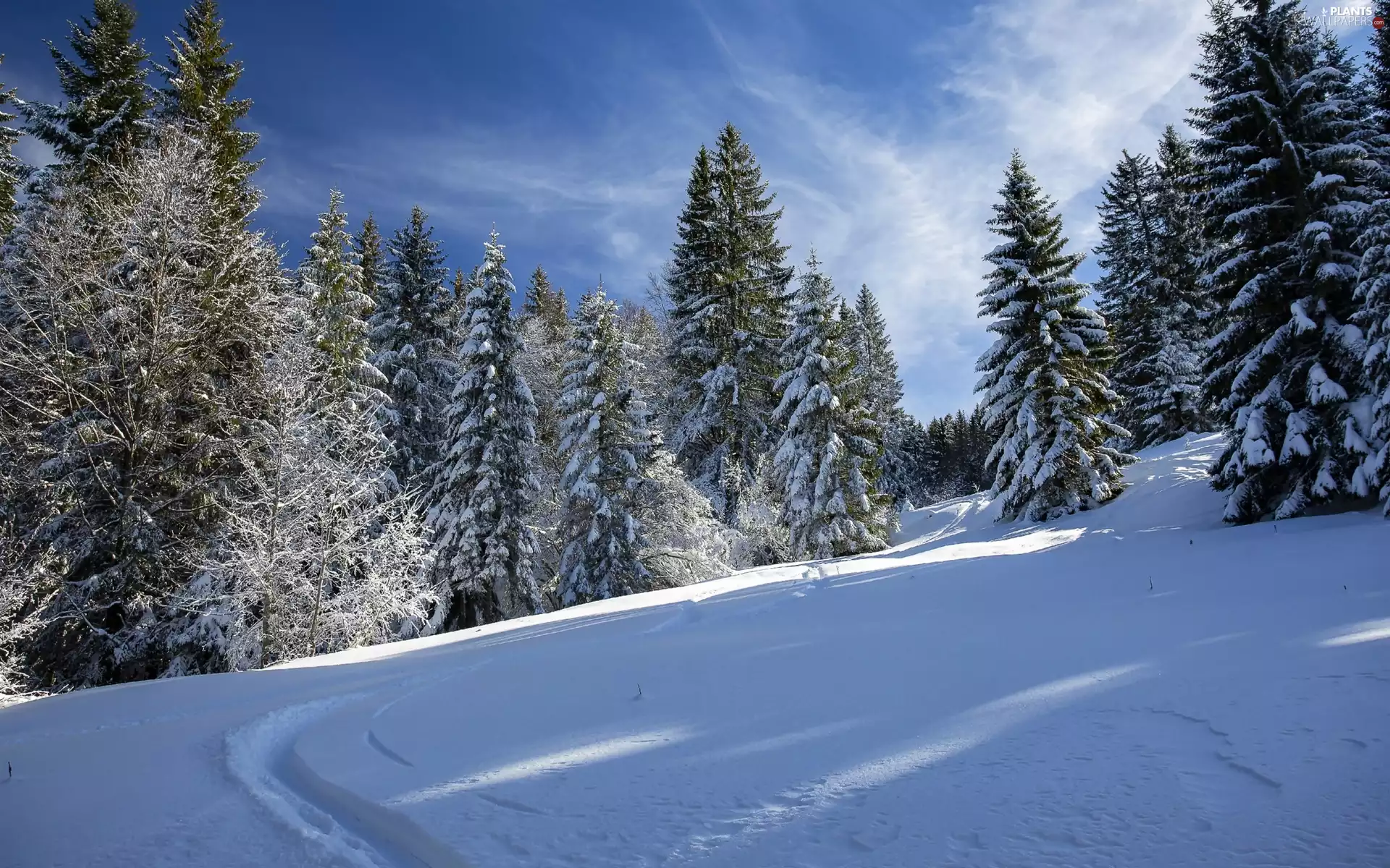 Path, winter, trees, viewes, forest