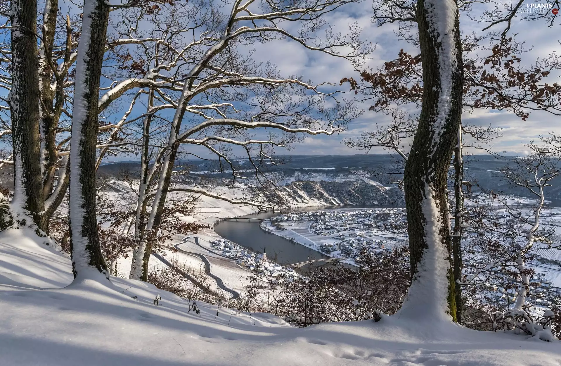 winter, Rhineland-Palatinate, viewes, Piesport, Germany, trees, Moselle River