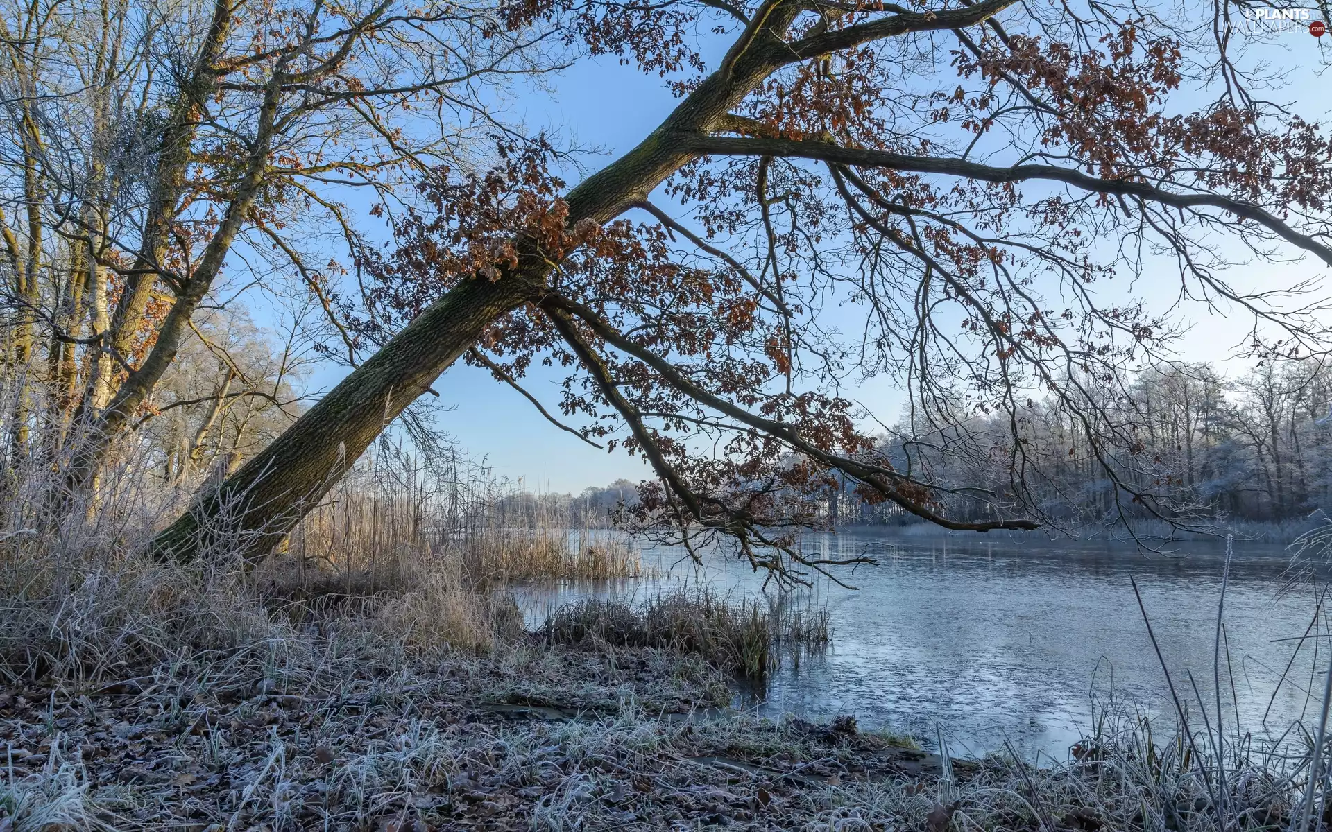 viewes, River, grass, winter, frosty, trees