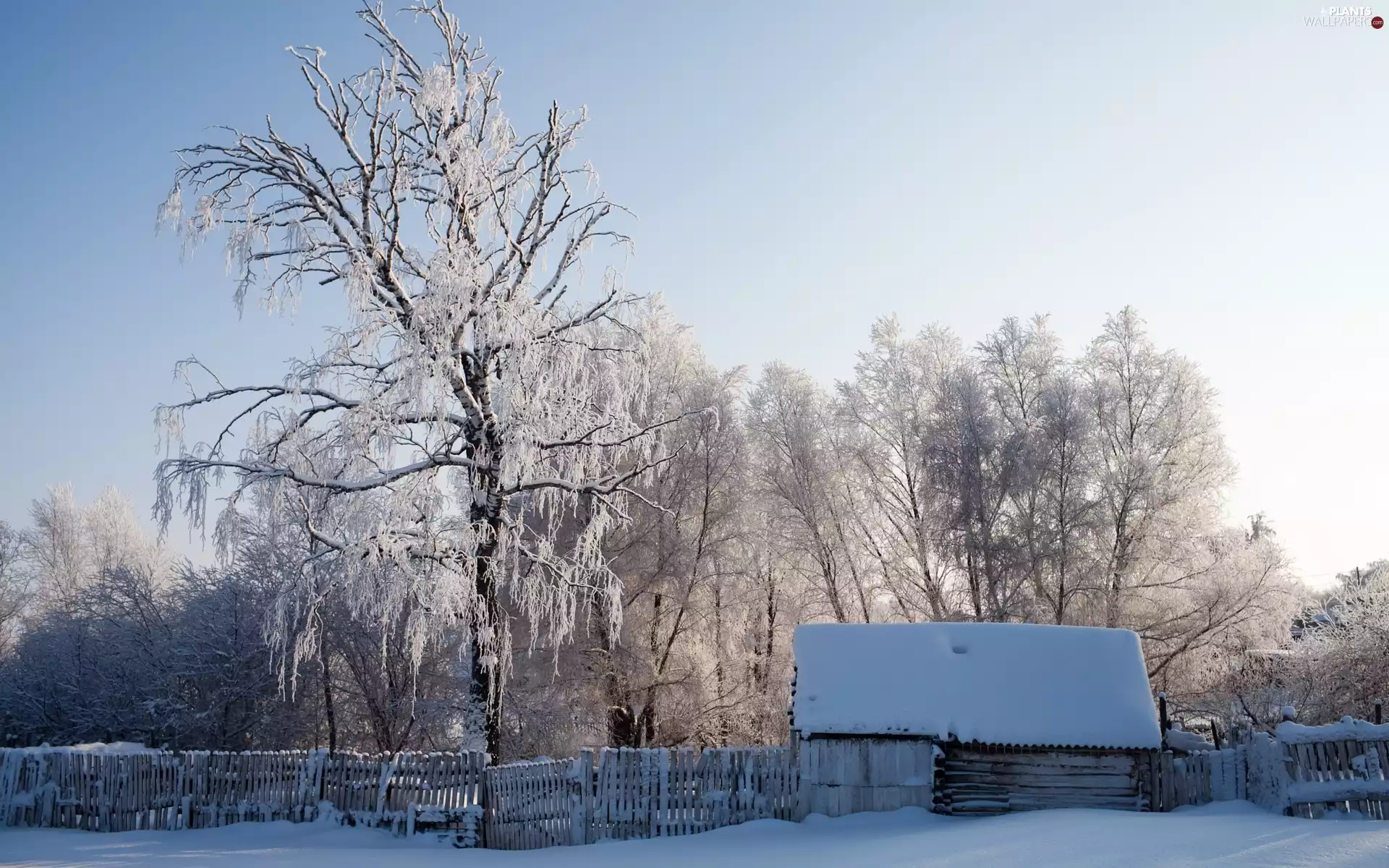 fence, winter, trees, viewes, house