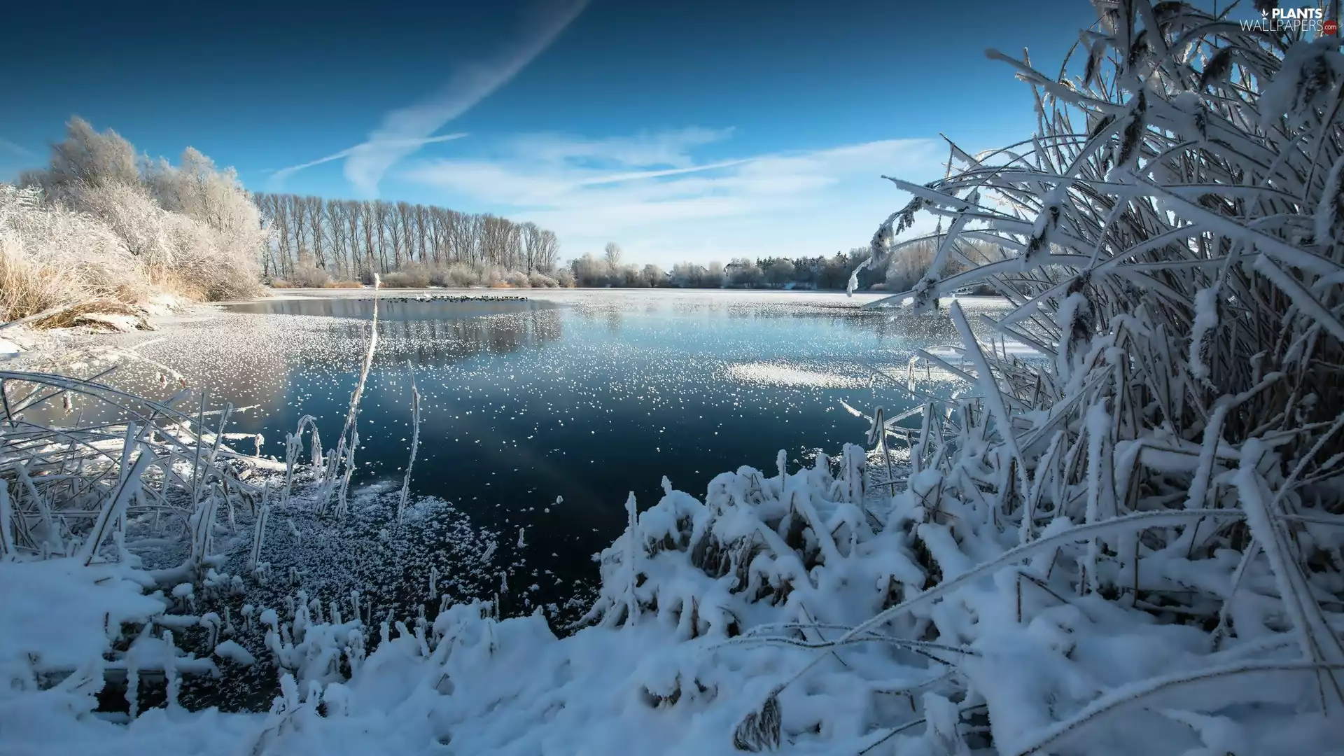 grass, winter, trees, viewes, lake