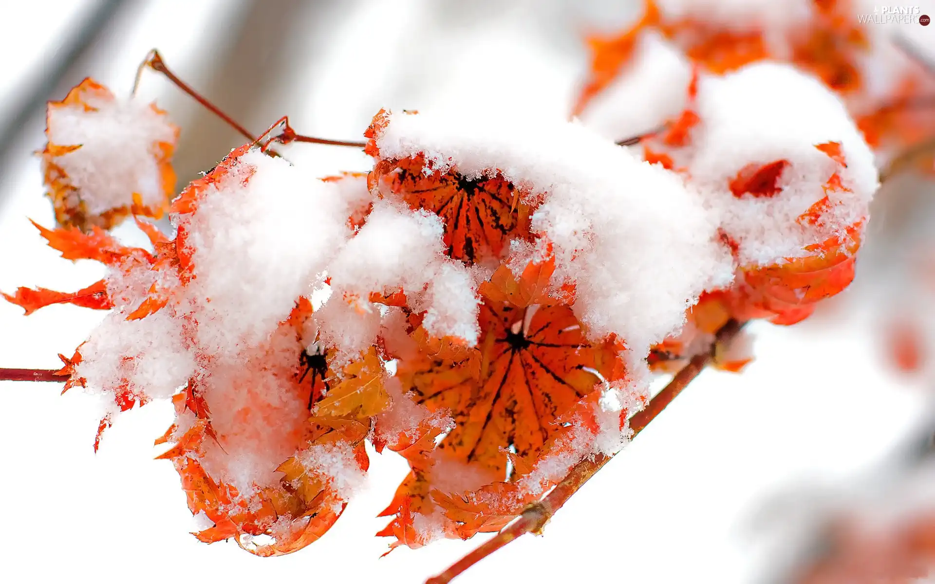 trees, Leaf, winter, Snowy