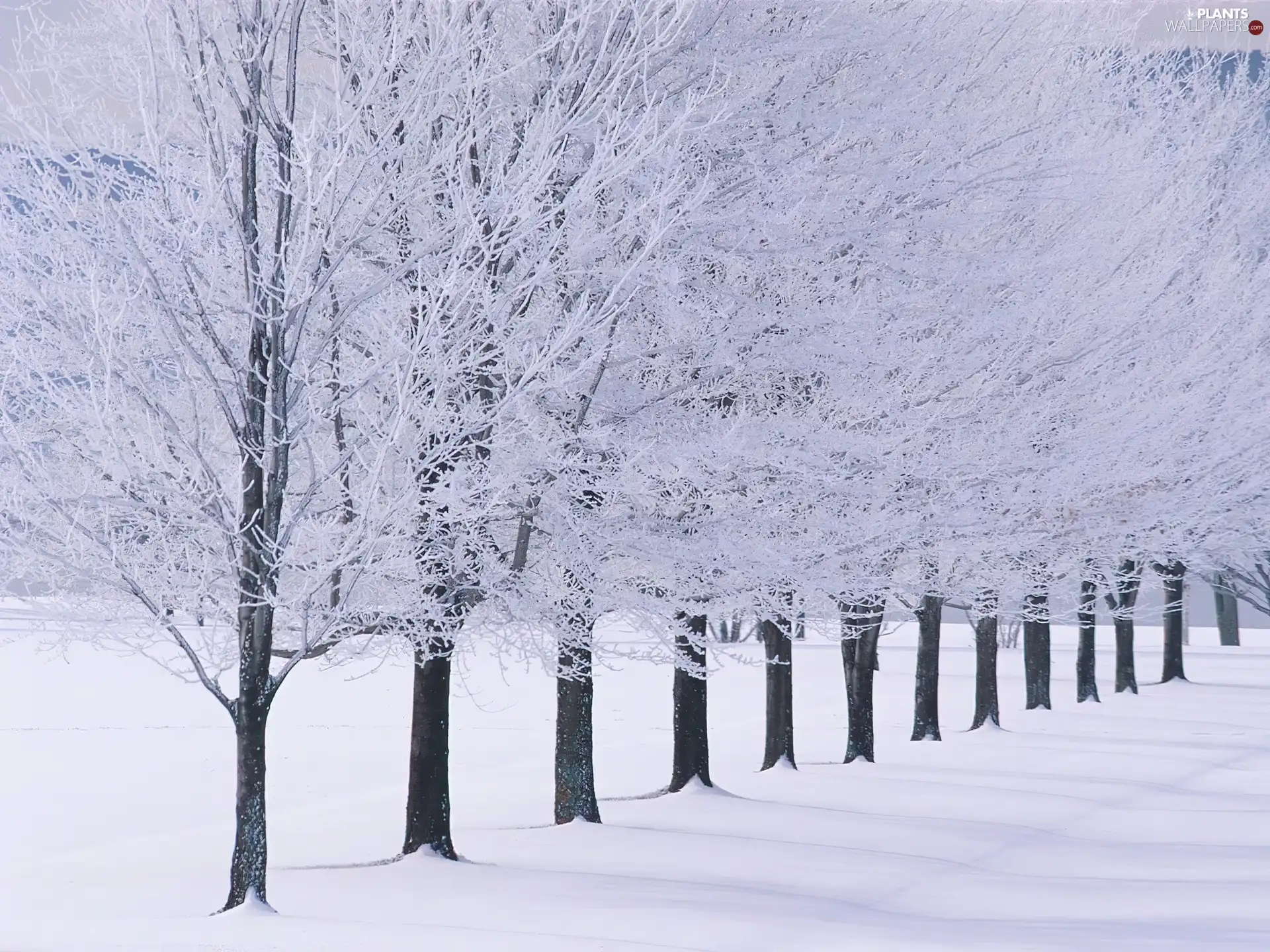 winter, line, trees