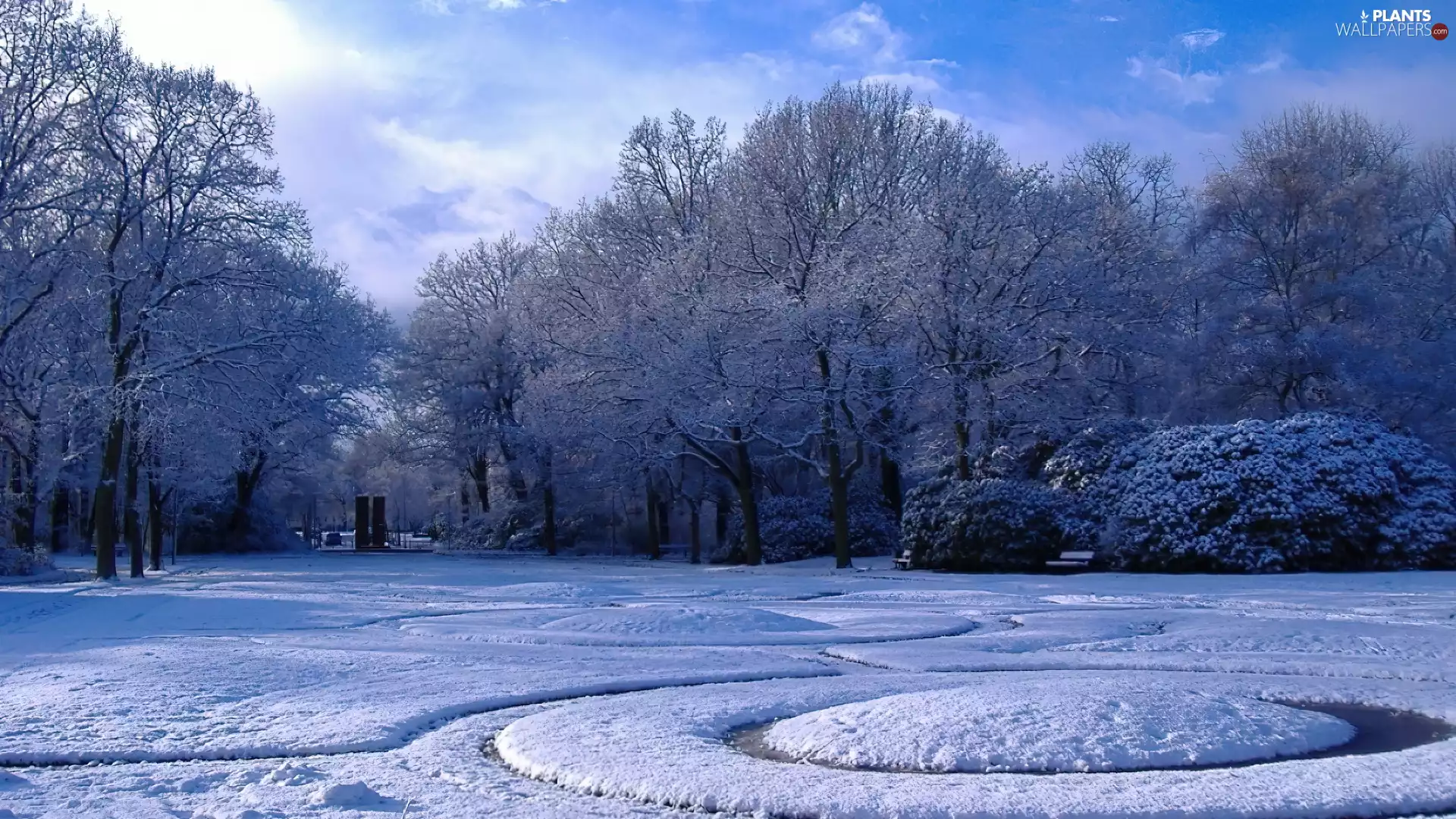 Bush, winter, trees, viewes, Park
