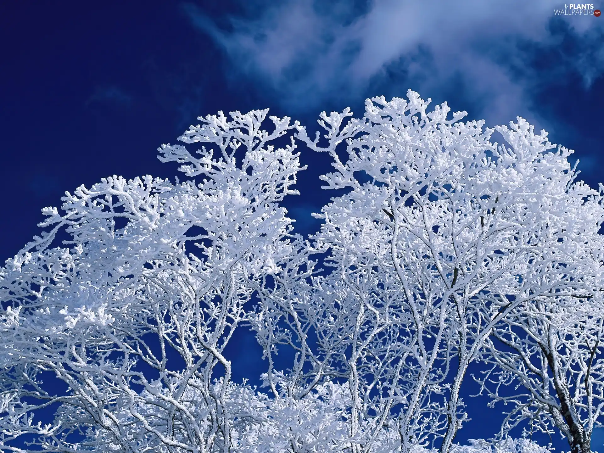 trees, branch pics, winter, frosty