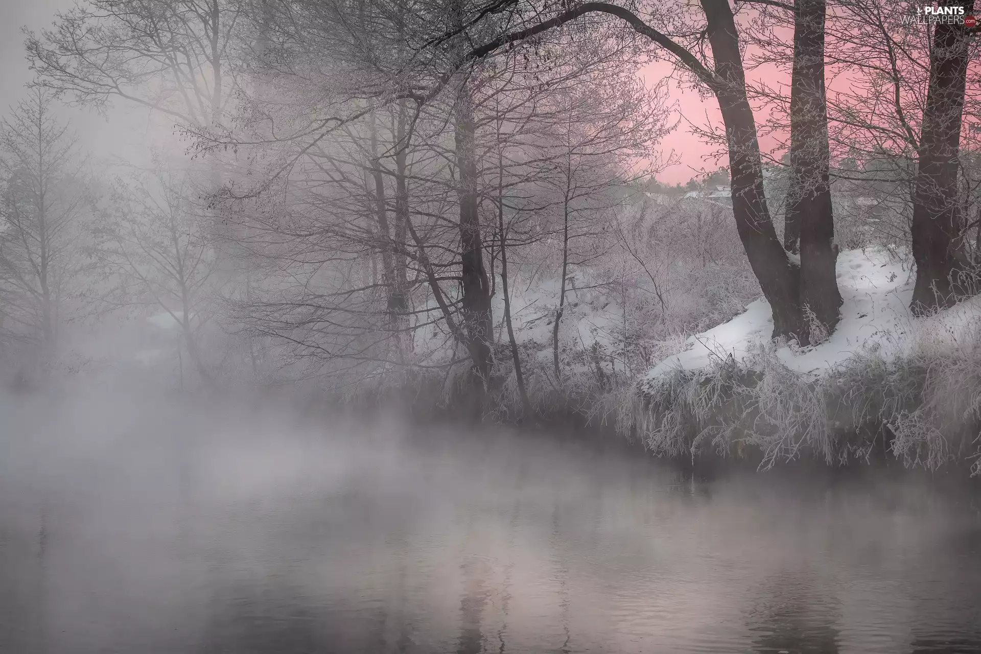 Fog, winter, trees, viewes, River