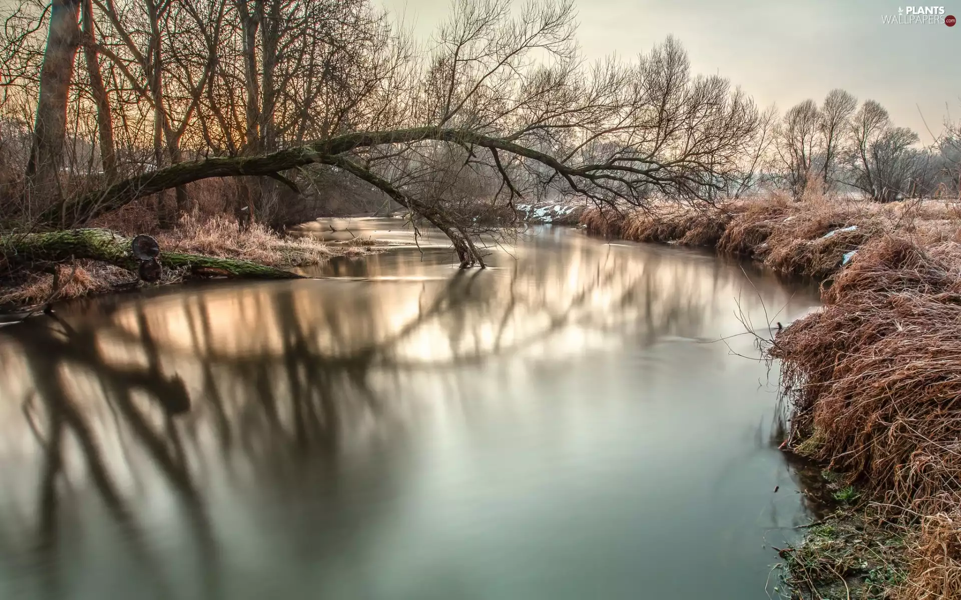 grass, winter, trees, viewes, River