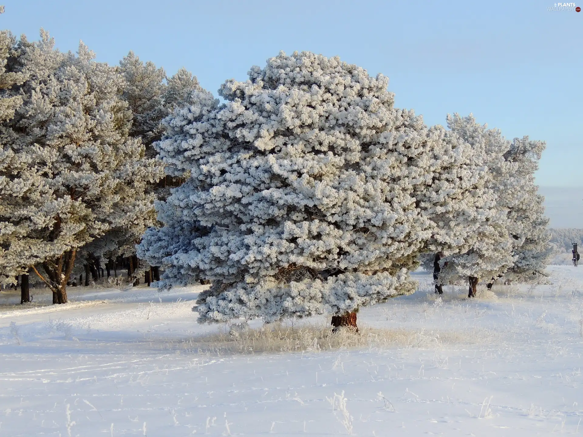 trees, snow, winter, viewes